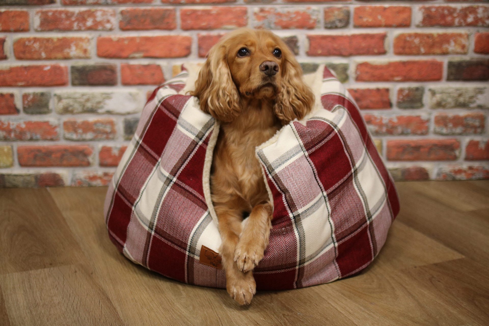 Cocker spaniel in a comfy dog bed with padded sides in a red and white check print.