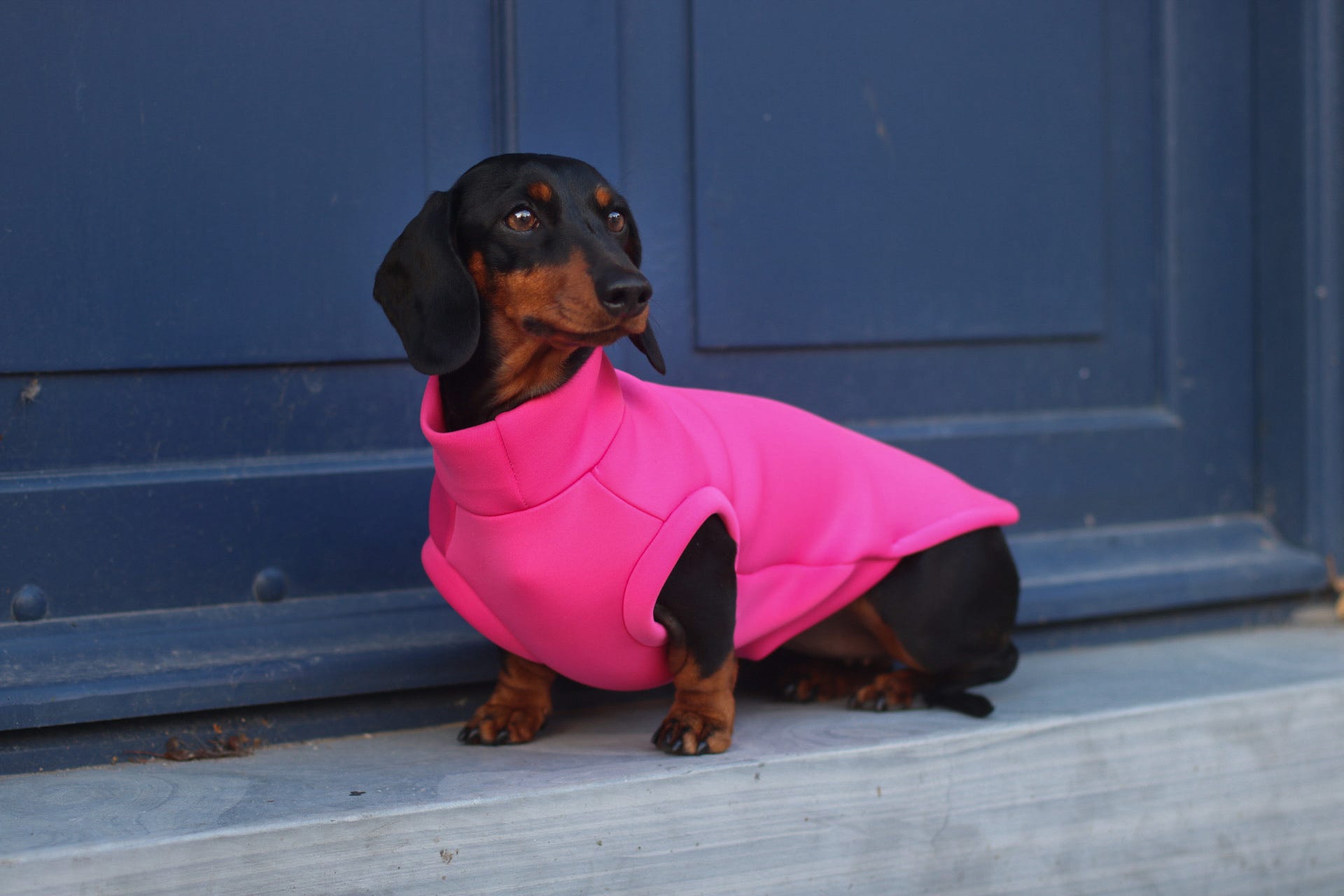 Miniature Dachshund wearing a pink made to measure dog jumper.