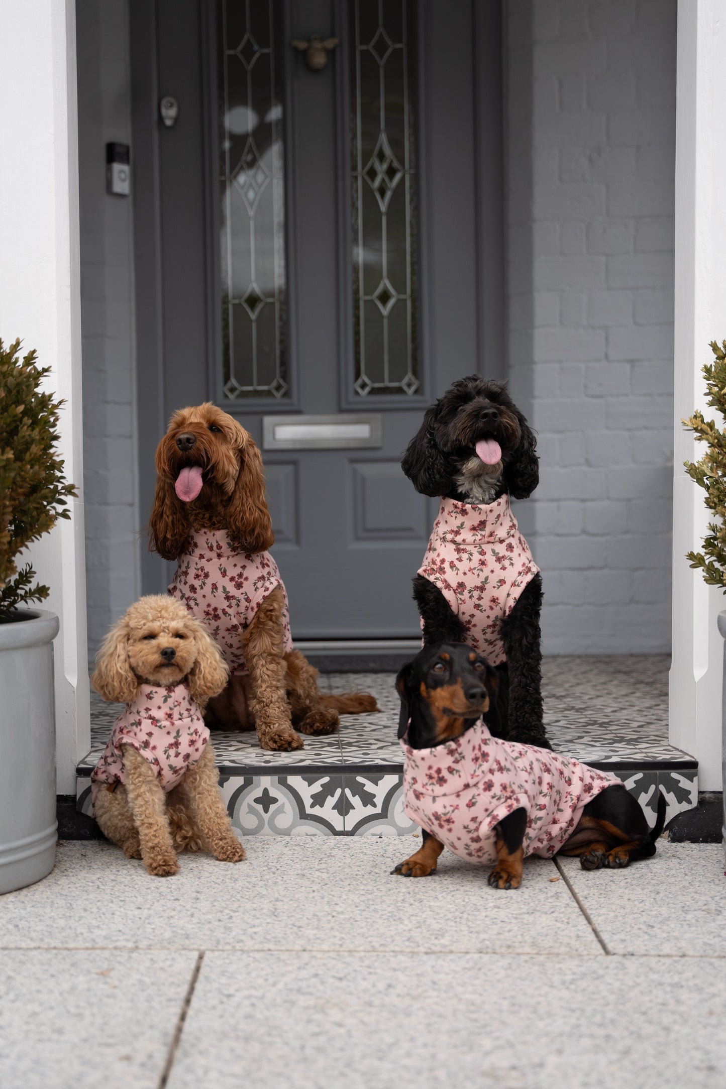 Four dogs wearing pink bandanas standing in front of a door.