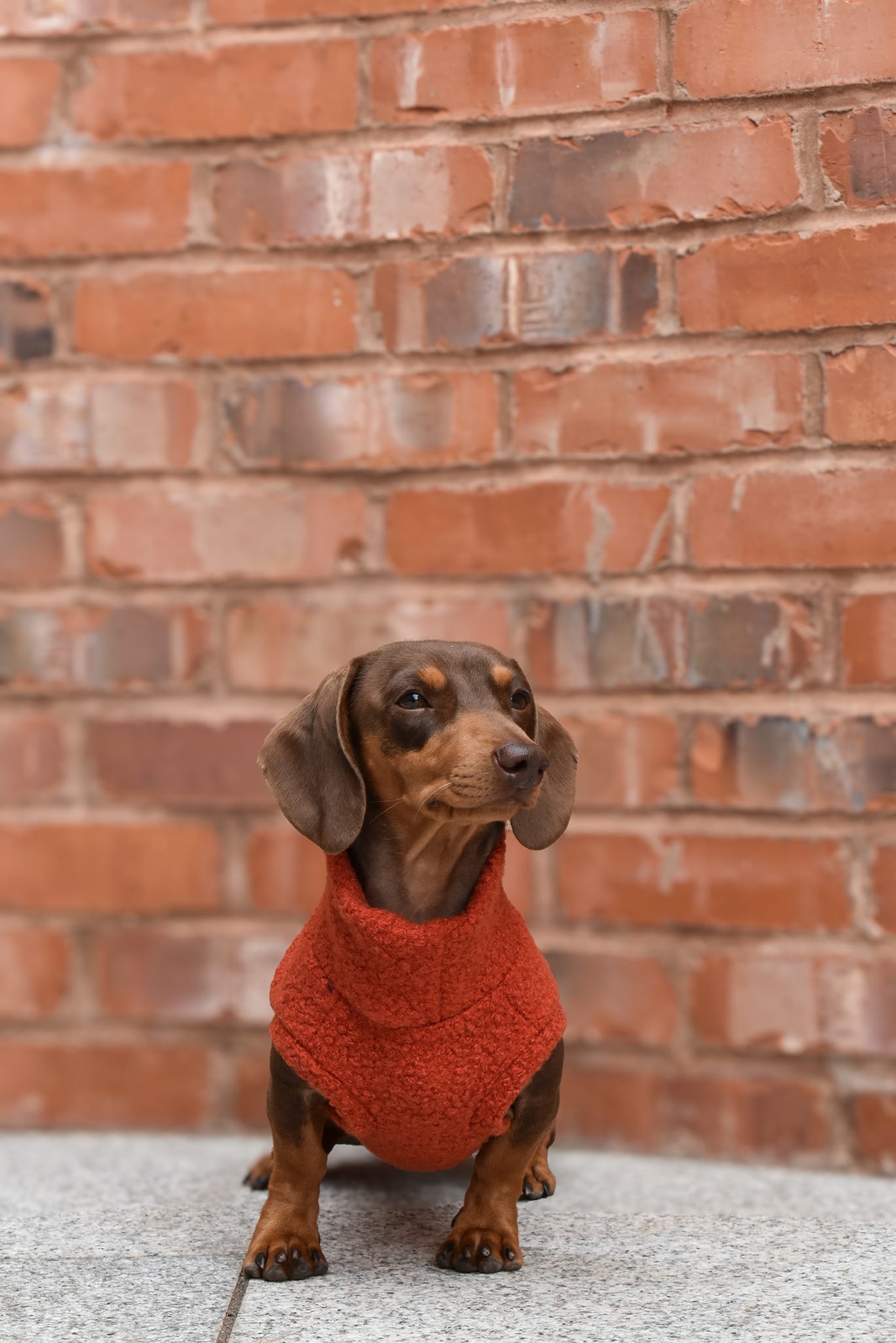 Autumn Bouclé Dog Jumpers – Luxury Made-to-Measure Knitwear for Dogs