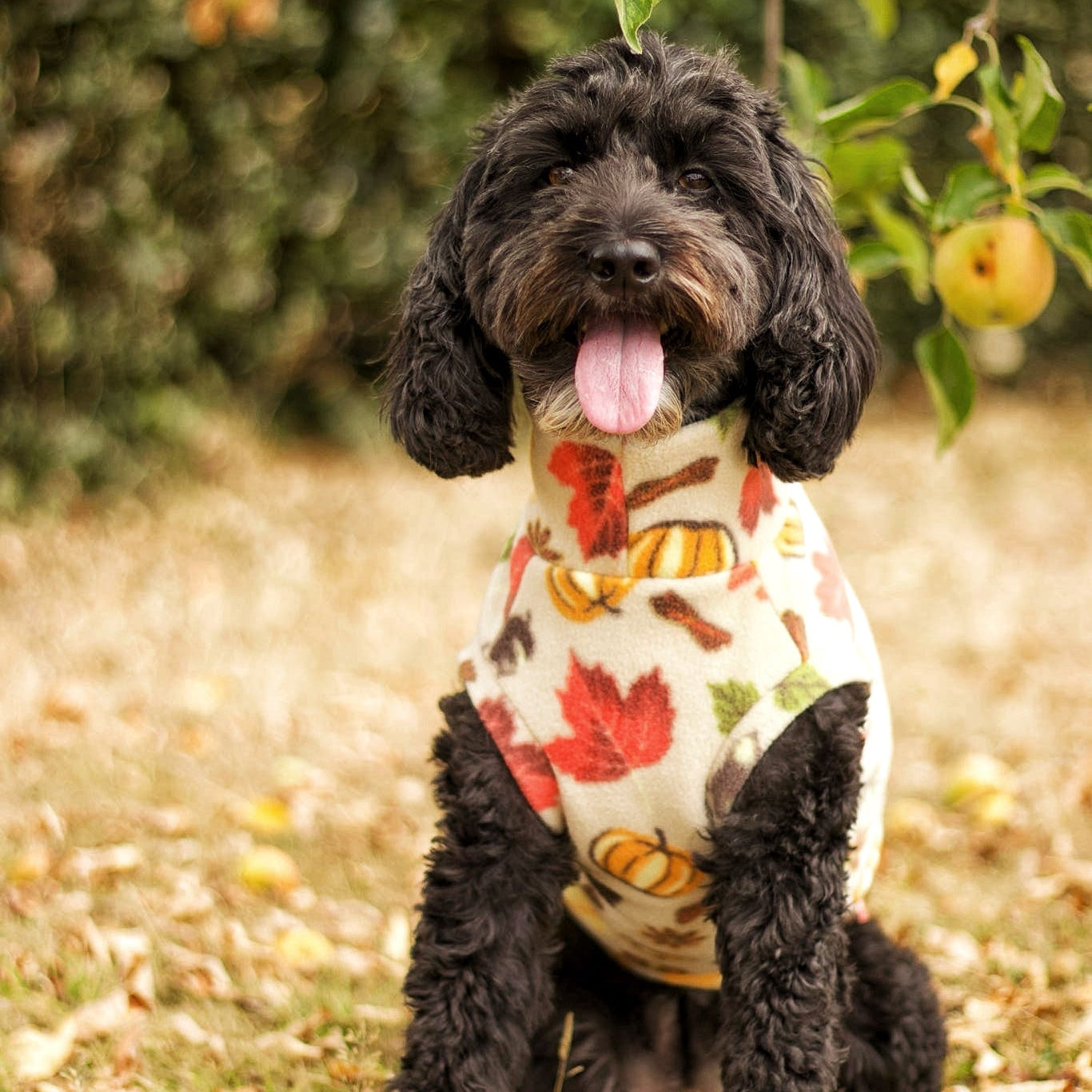 Dog wearing a fall-themed sweater outdoors with trees and apples in the background