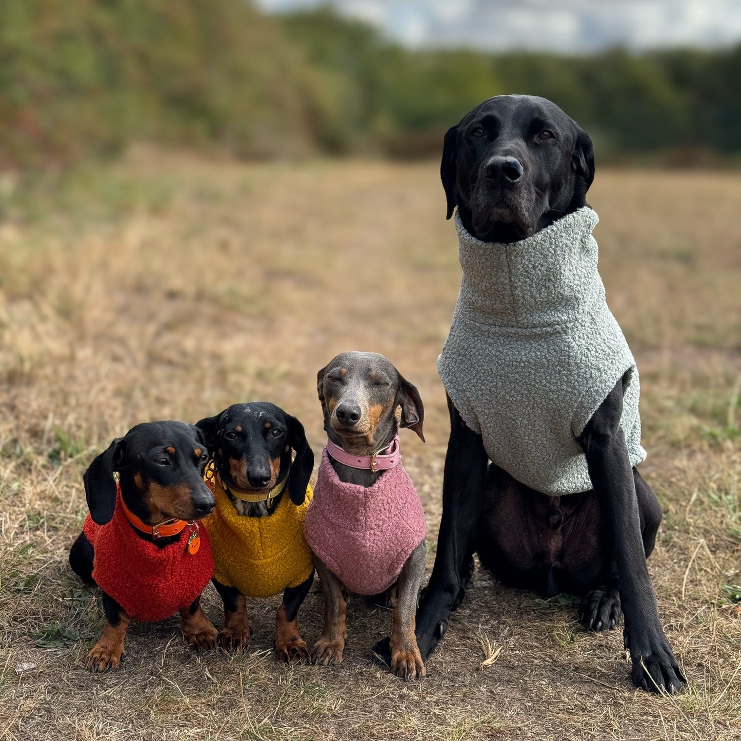 Four dogs wearing colorful sweaters in a field with a cloudy sky.