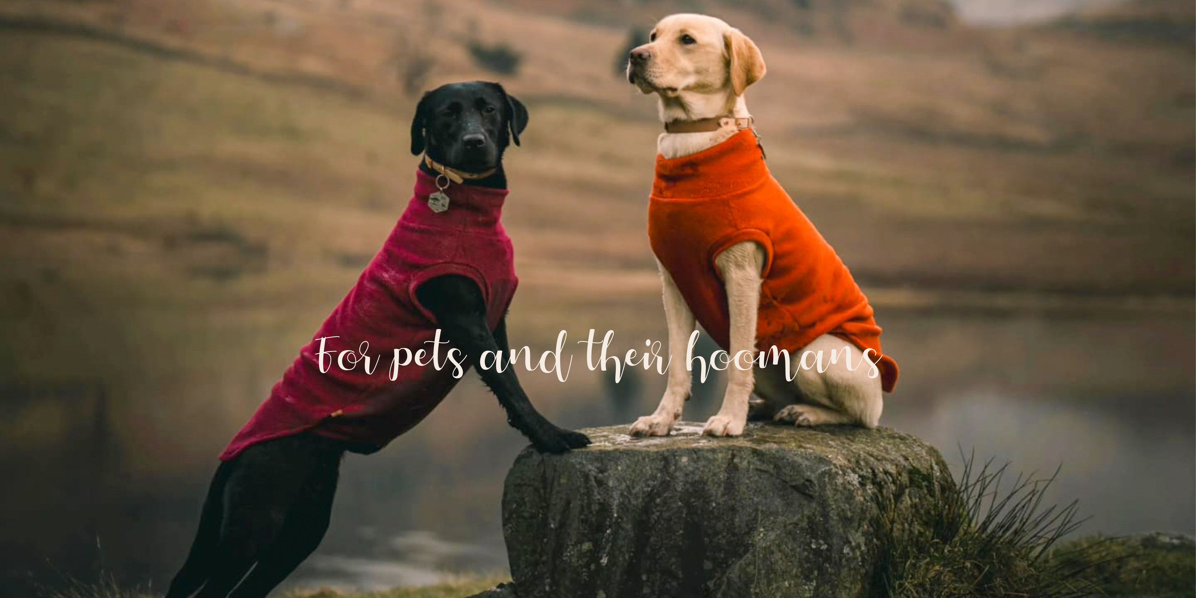 Two labradors wearing made to measure dog jumpers sitting on a rock outdoors.