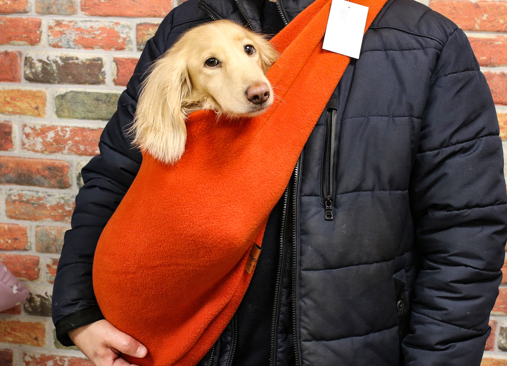 Man wearing orange dog sling with a cream long haired dachshund inside.