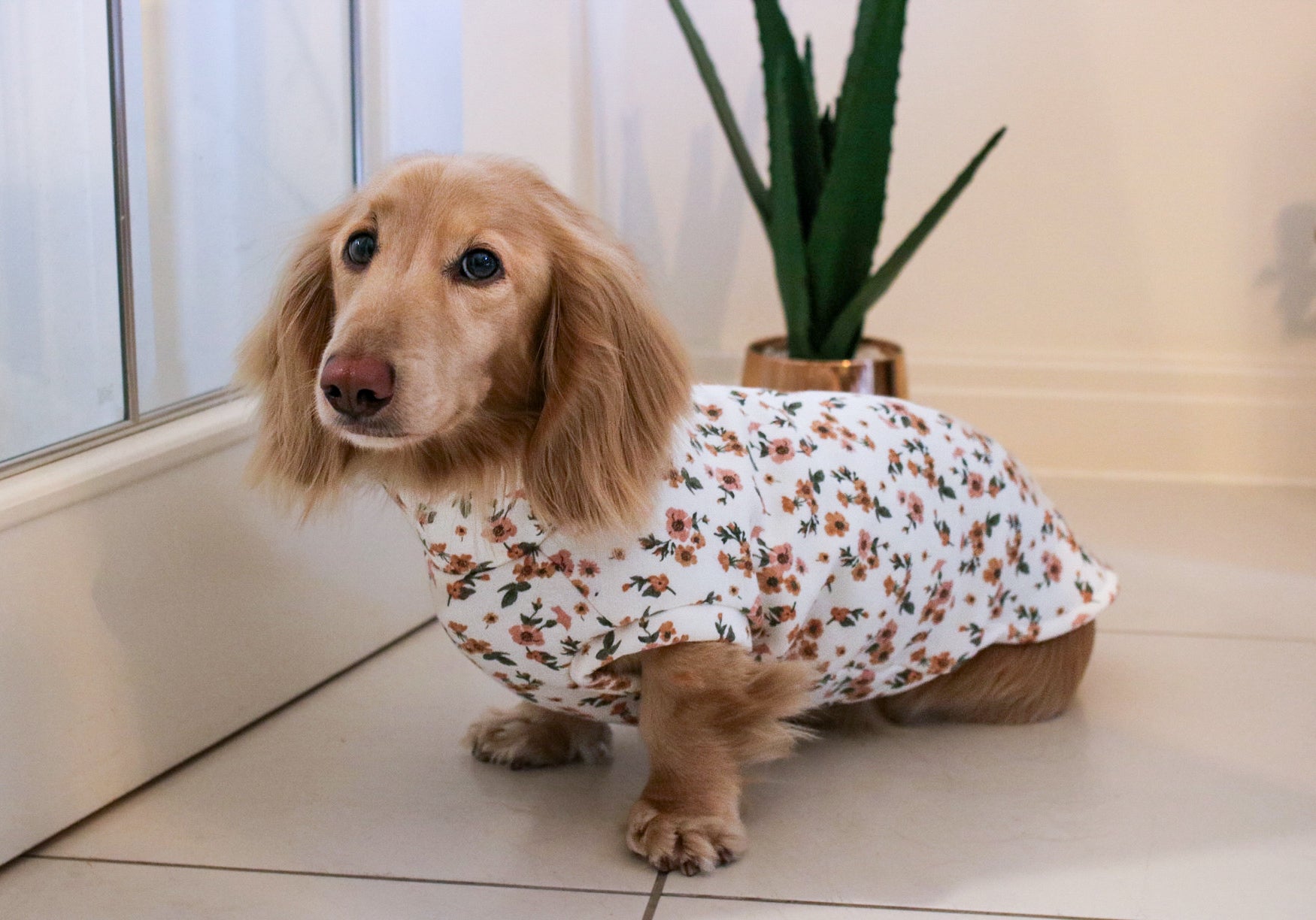 Long hair dachshund wearing perfect fitting dog jumper in a cream colour with floral print.