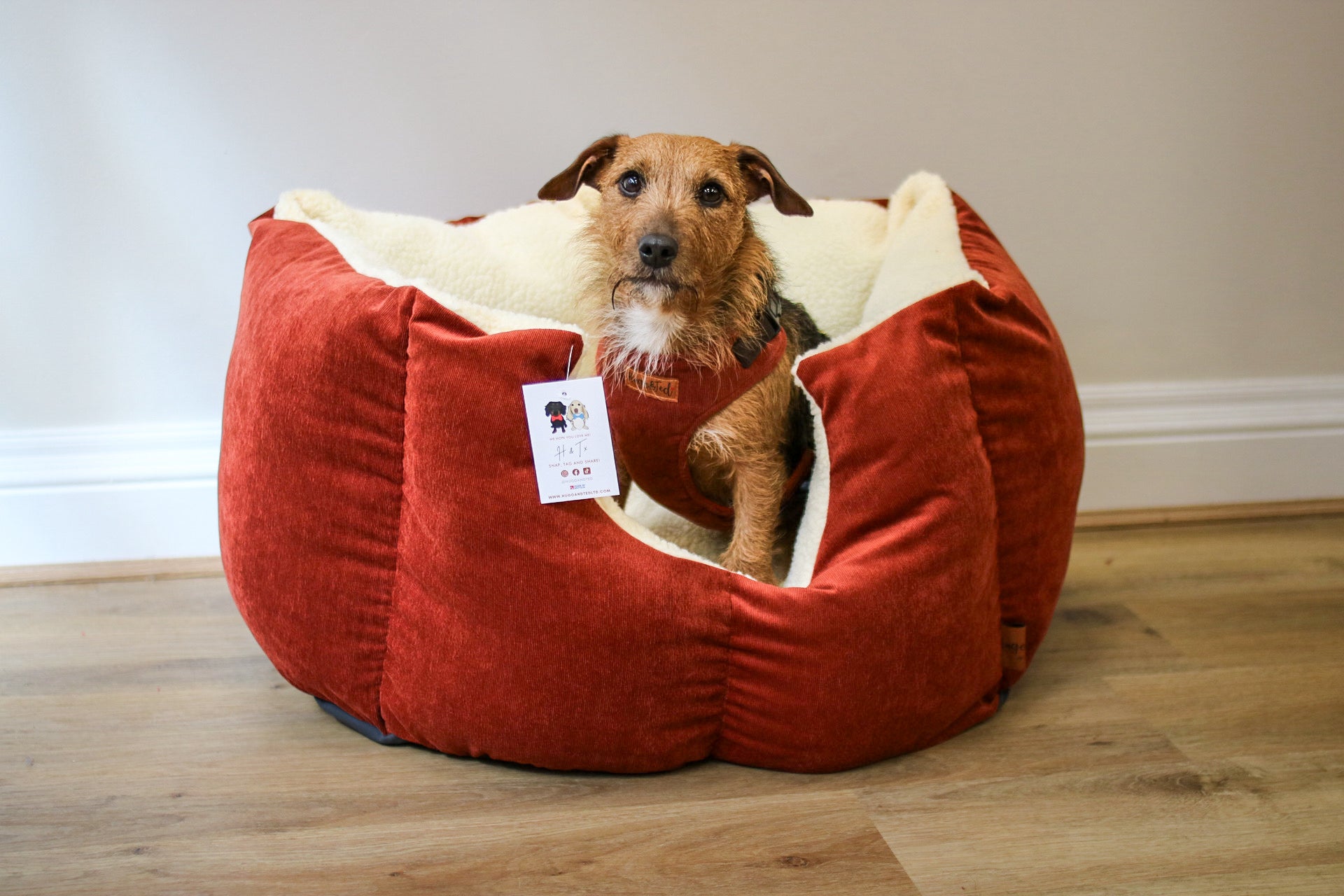 Terrier in a comfy dog bed with padded sides in the colour Rust corduroy and lined with teddy fleece.