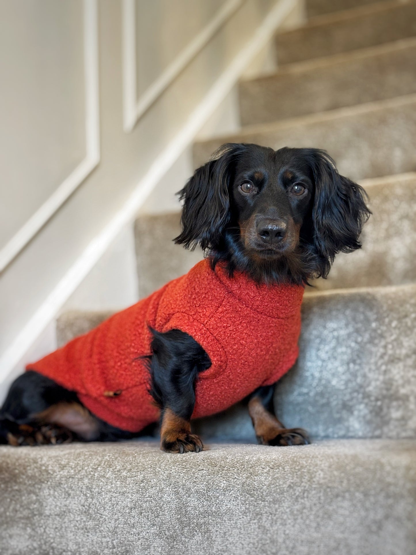 Autumn Bouclé Dog Jumpers – Luxury Made-to-Measure Knitwear for Dogs
