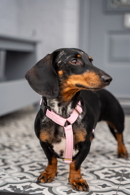 Strap Harness – Lightweight, Wipe - Clean Step - In Harness - Hugo and Ted