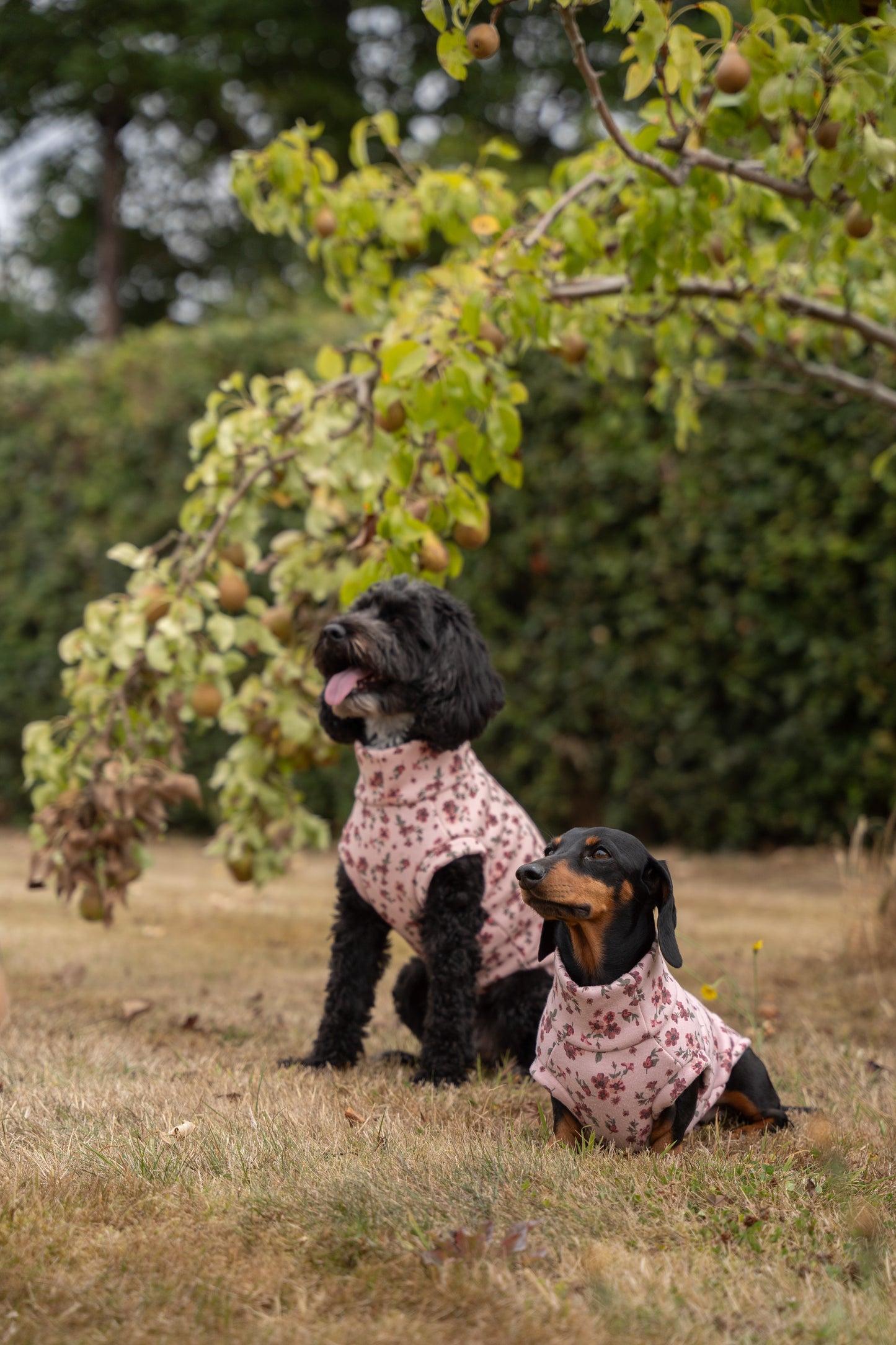Floral Dog Sweatshirts – Stylish, Cosy & Made to Measure