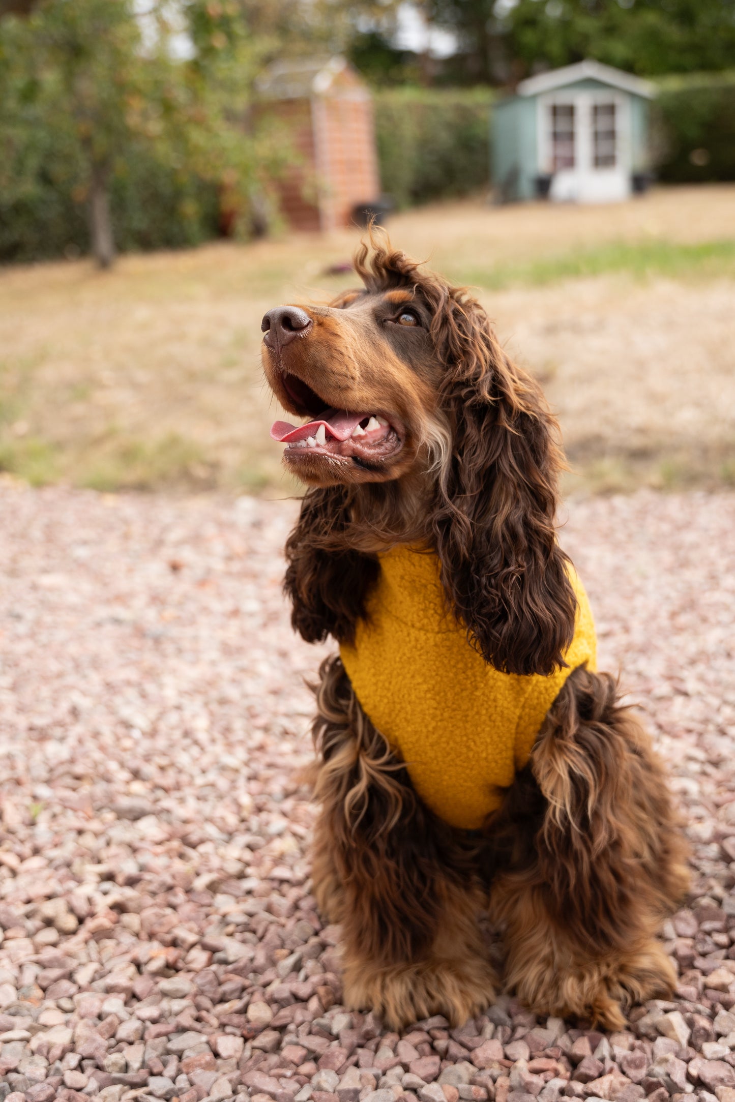 Autumn Bouclé Dog Jumpers – Luxury Made-to-Measure Knitwear for Dogs
