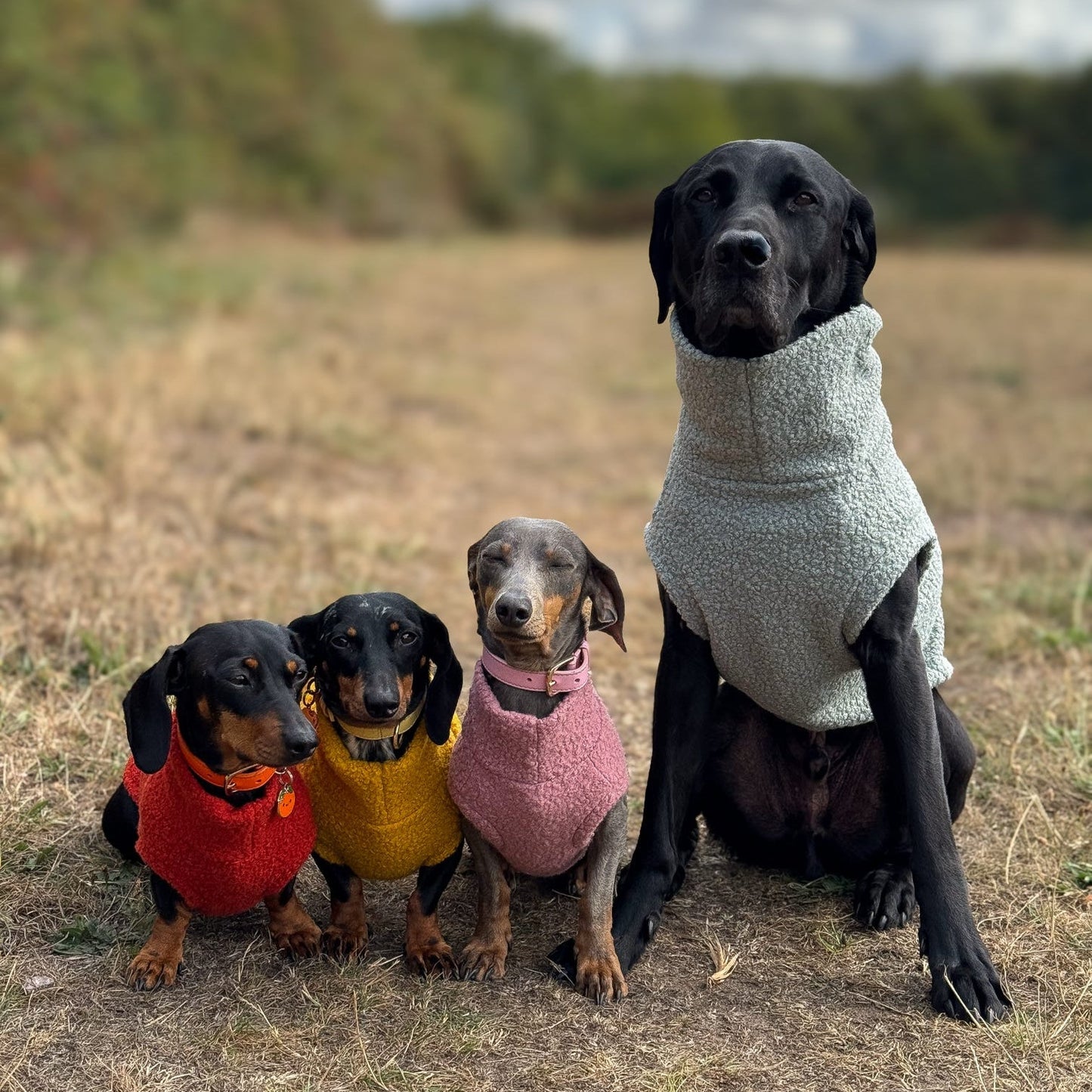 Autumn Bouclé Dog Jumpers – Luxury Made - to - Measure Knitwear for Dogs - Hugo and Ted