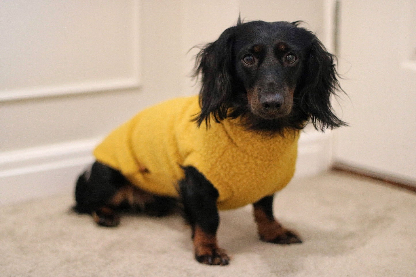 Autumn Bouclé Dog Jumpers – Luxury Made - to - Measure Knitwear for Dogs - Hugo and Ted