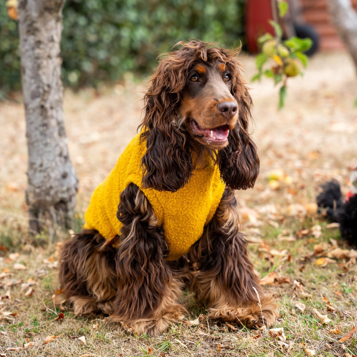 Autumn Bouclé Dog Jumpers – Luxury Made - to - Measure Knitwear for Dogs - Hugo and Ted