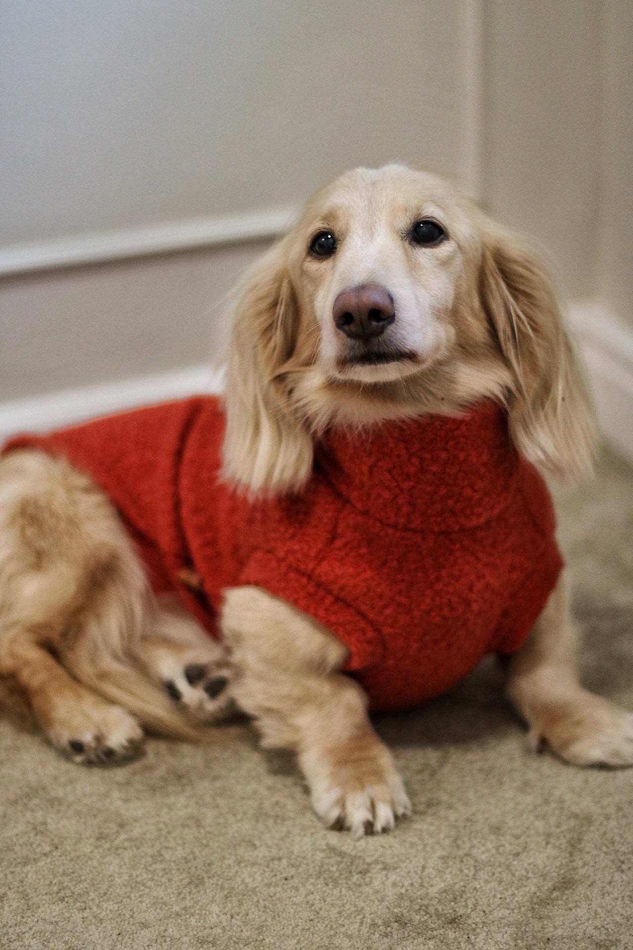 Autumn Bouclé Dog Jumpers – Luxury Made - to - Measure Knitwear for Dogs - Hugo and Ted