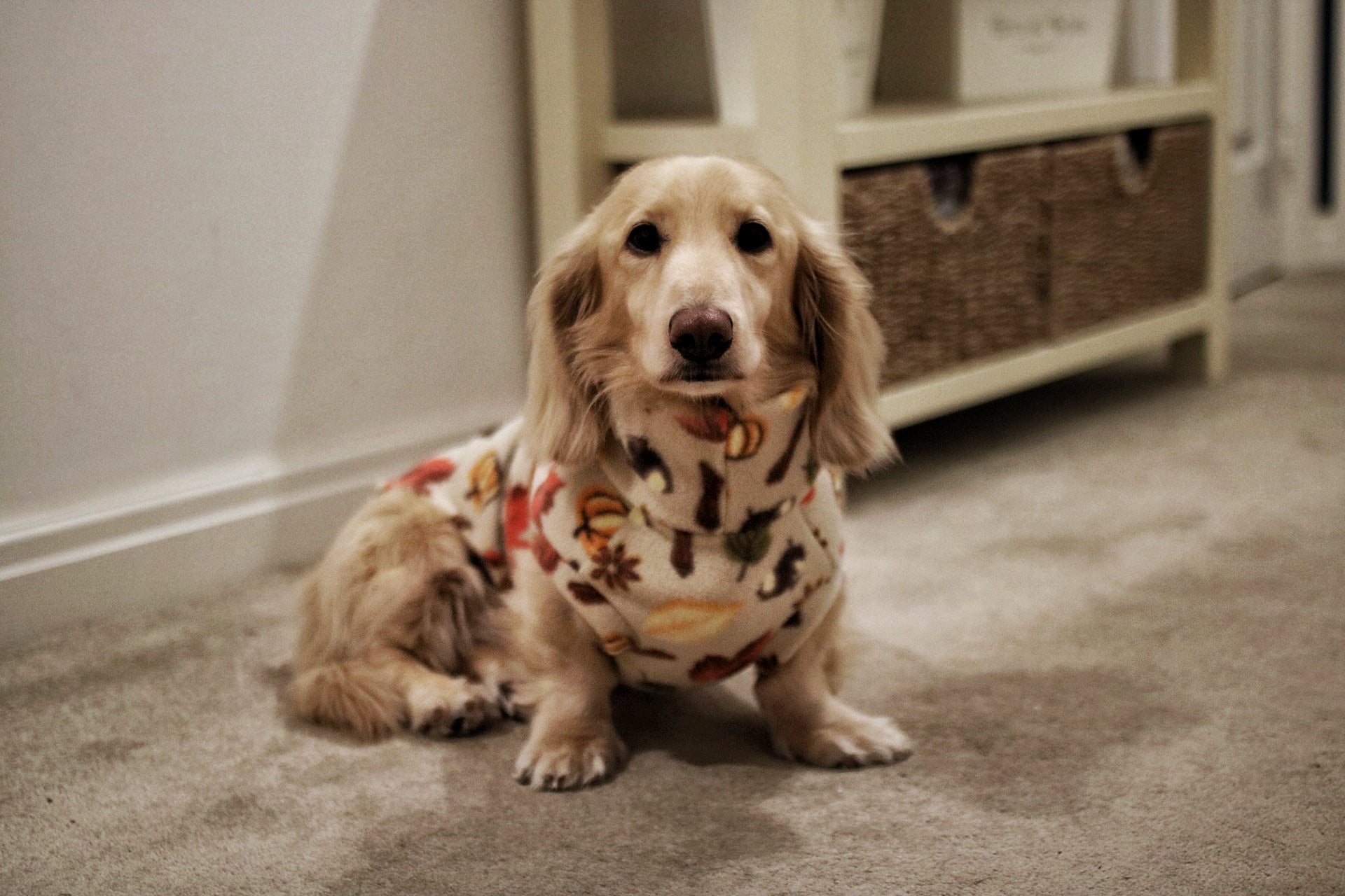 Autumn Spice Snuggle Jumpers – Custom Fit & Rainproof - Hugo and Ted