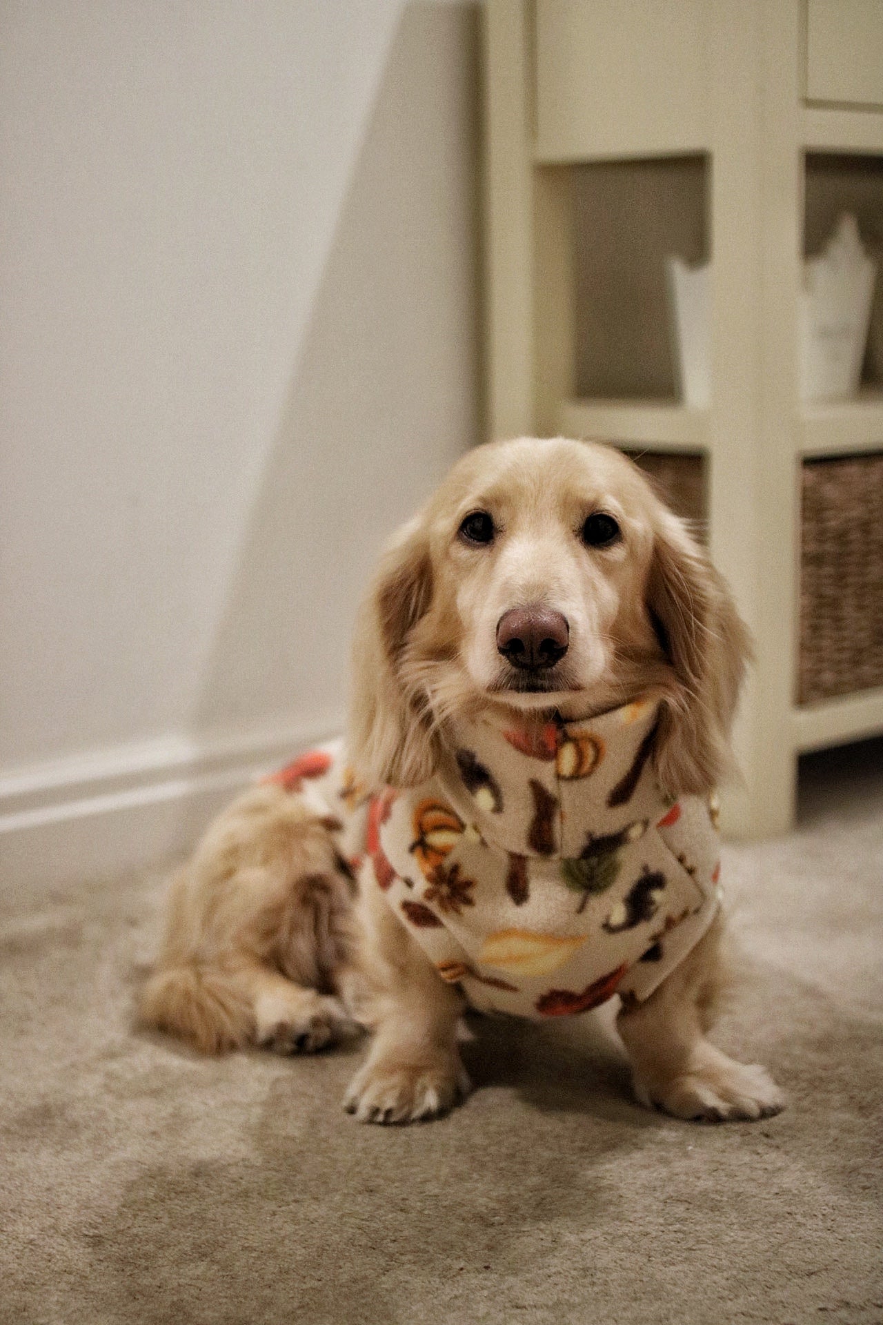 Autumn Spice Snuggle Jumpers – Custom Fit & Rainproof - Hugo and Ted