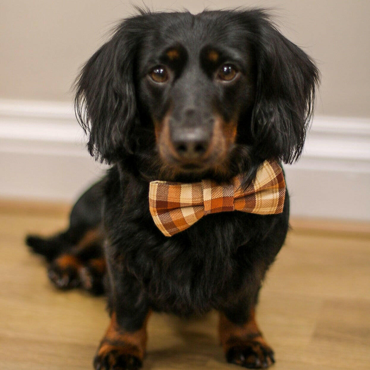 Bow Ties and Bandanas - Hugo and Ted