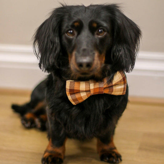 Bow Ties and Bandanas - Hugo and Ted