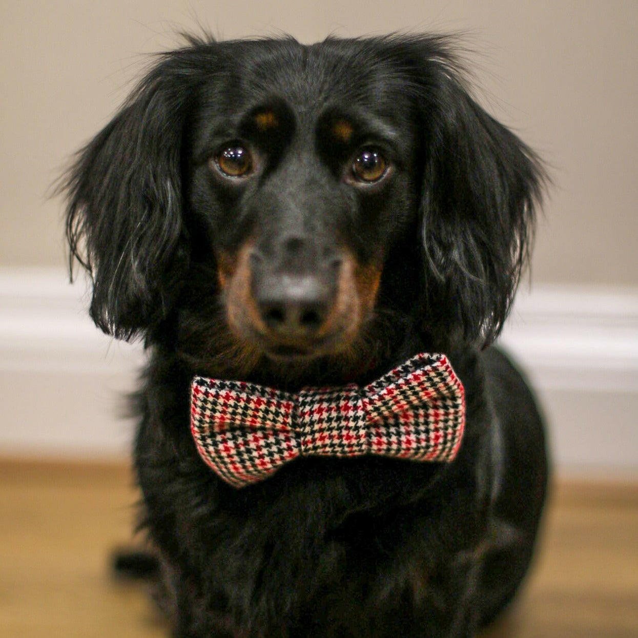 Bow Ties and Bandanas - Hugo and Ted