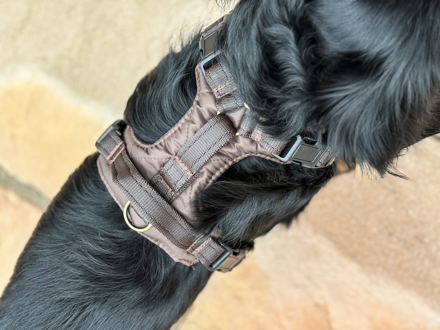 Explorer Harnesses - Hugo and Ted