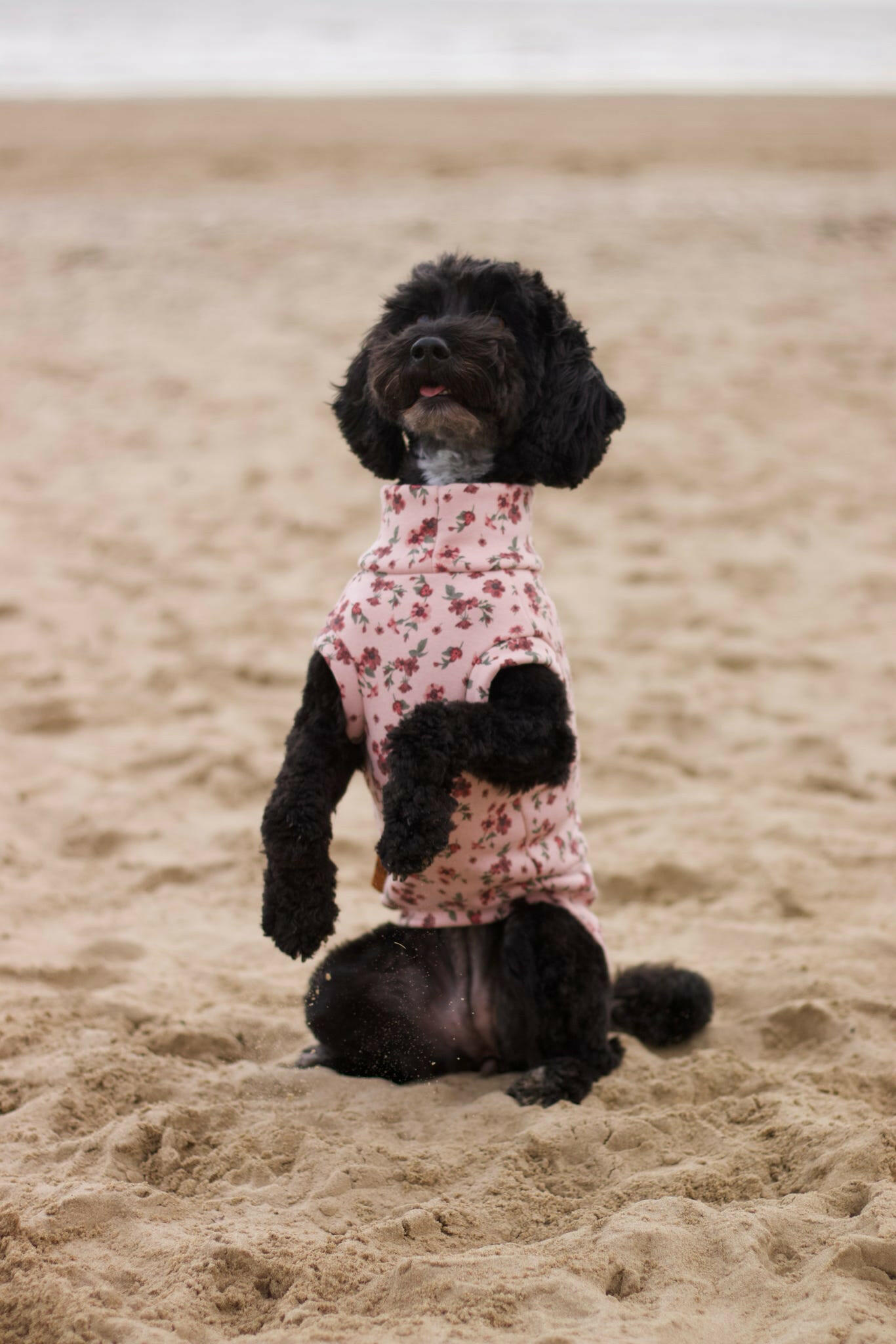 Floral Dog Sweatshirts - Hugo and Ted