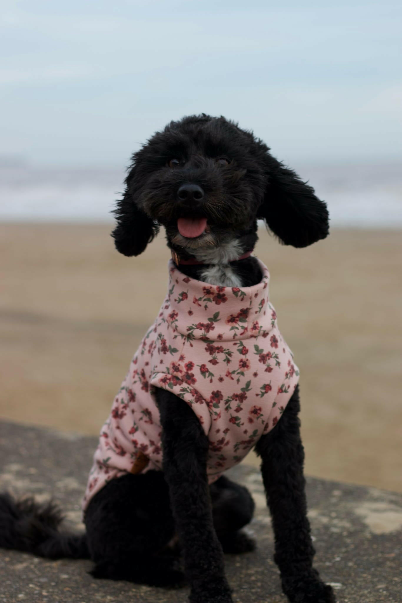 Floral Dog Sweatshirts - Hugo and Ted