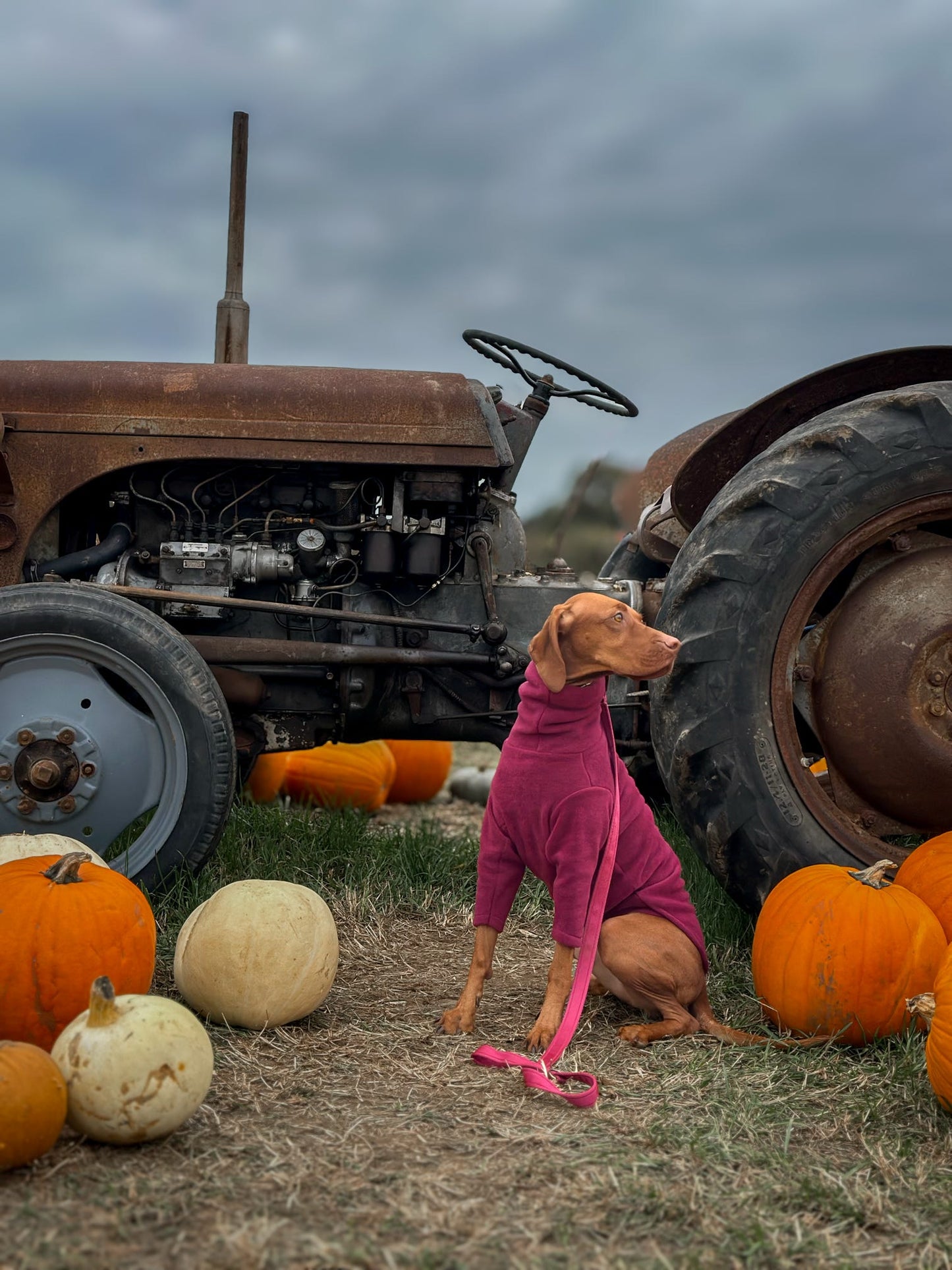 Front Leg Fleece Dog Snuggle Jumper – Comfy, Rainproof & Practical - Hugo and Ted