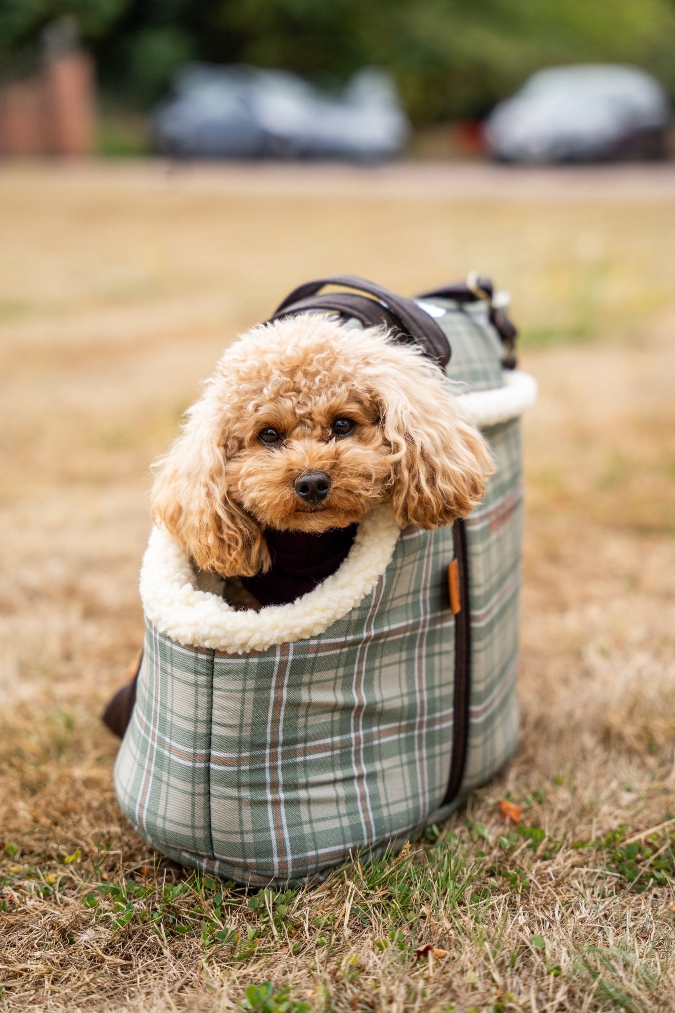 Heritage Collection Dog Carry Bags – Padded & Comfortable for Small Dogs on the Go - Hugo and Ted