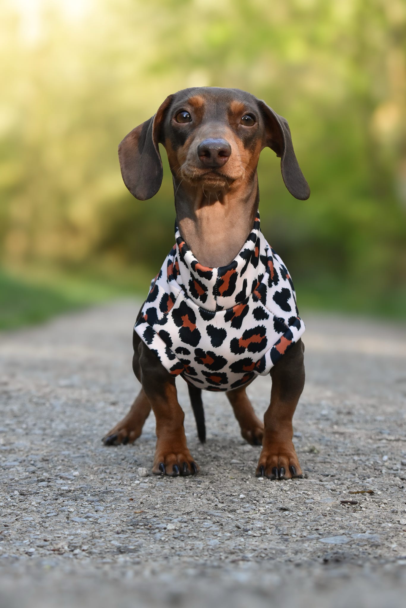 Lenny Leopard Print Rainfleece Dog Coat - Made to Measure - Hugo and Ted