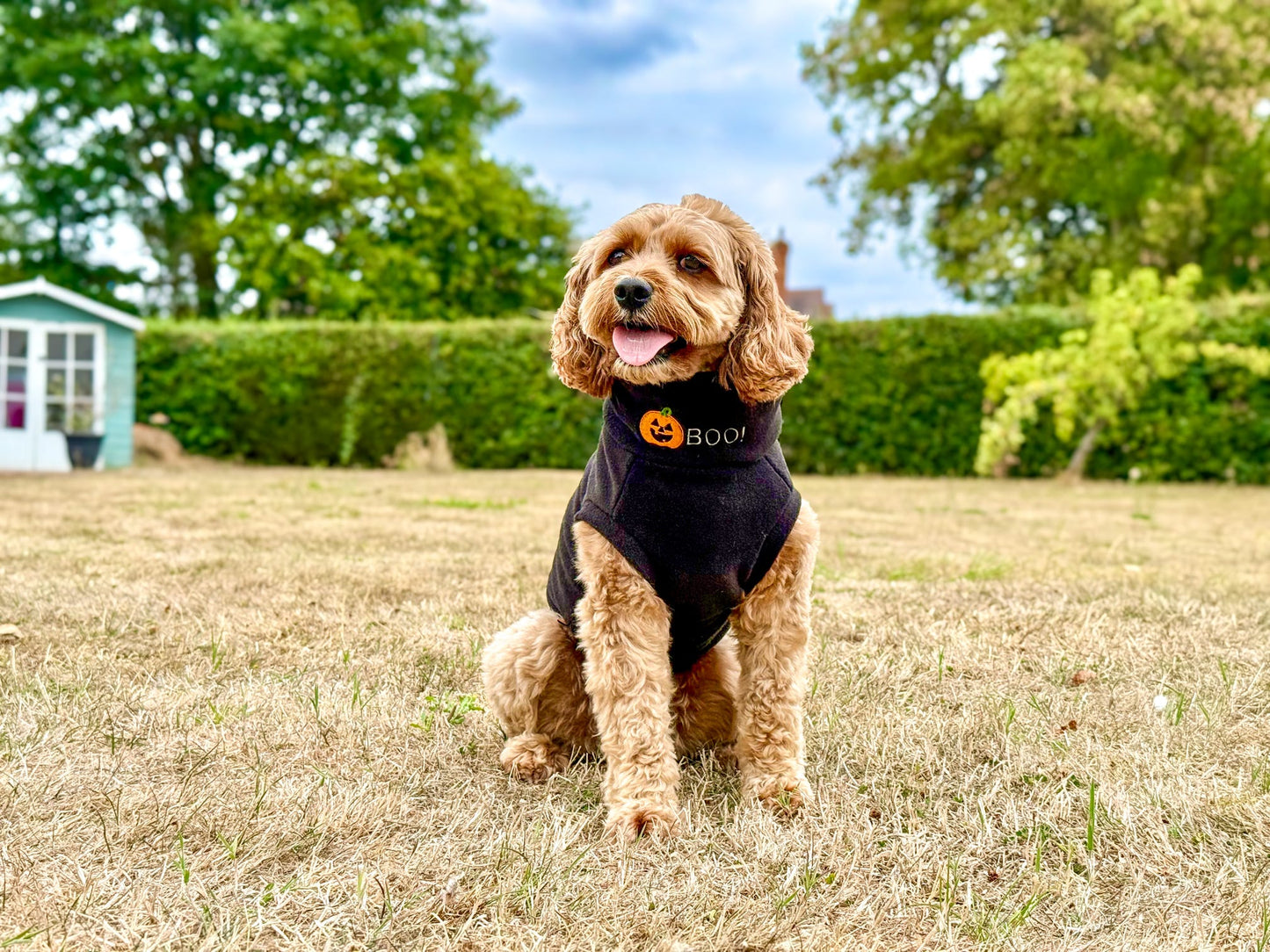 Limited Edition BOO! Halloween Jumpers - Hugo and Ted
