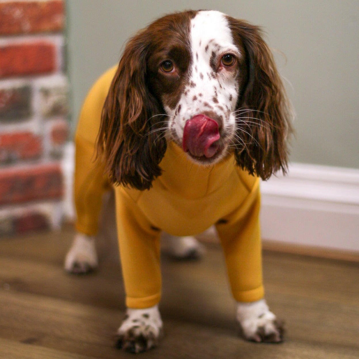 Neoprene Dog Jumpsuit - Made to Measure - Hugo and Ted