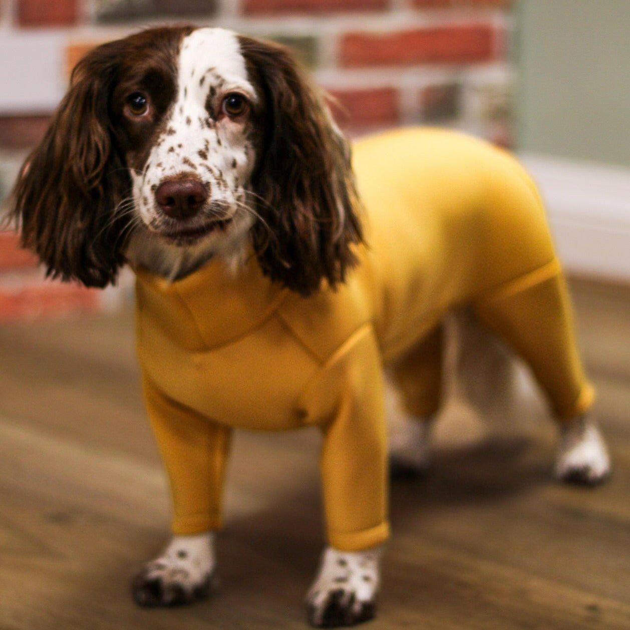 Neoprene Dog Jumpsuit - Made to Measure - Hugo and Ted