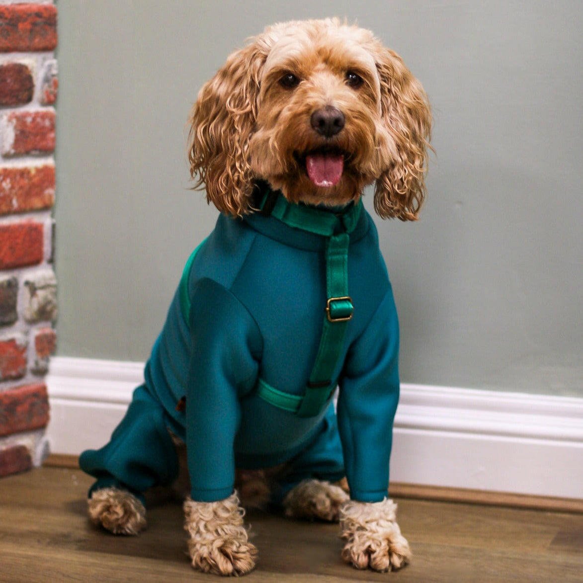 Neoprene Dog Jumpsuit - Made to Measure - Hugo and Ted