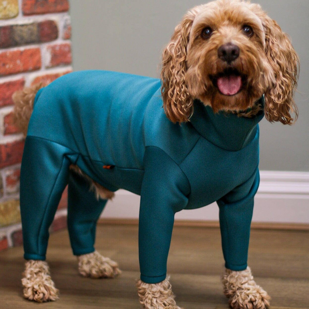 Neoprene Dog Jumpsuit - Made to Measure - Hugo and Ted