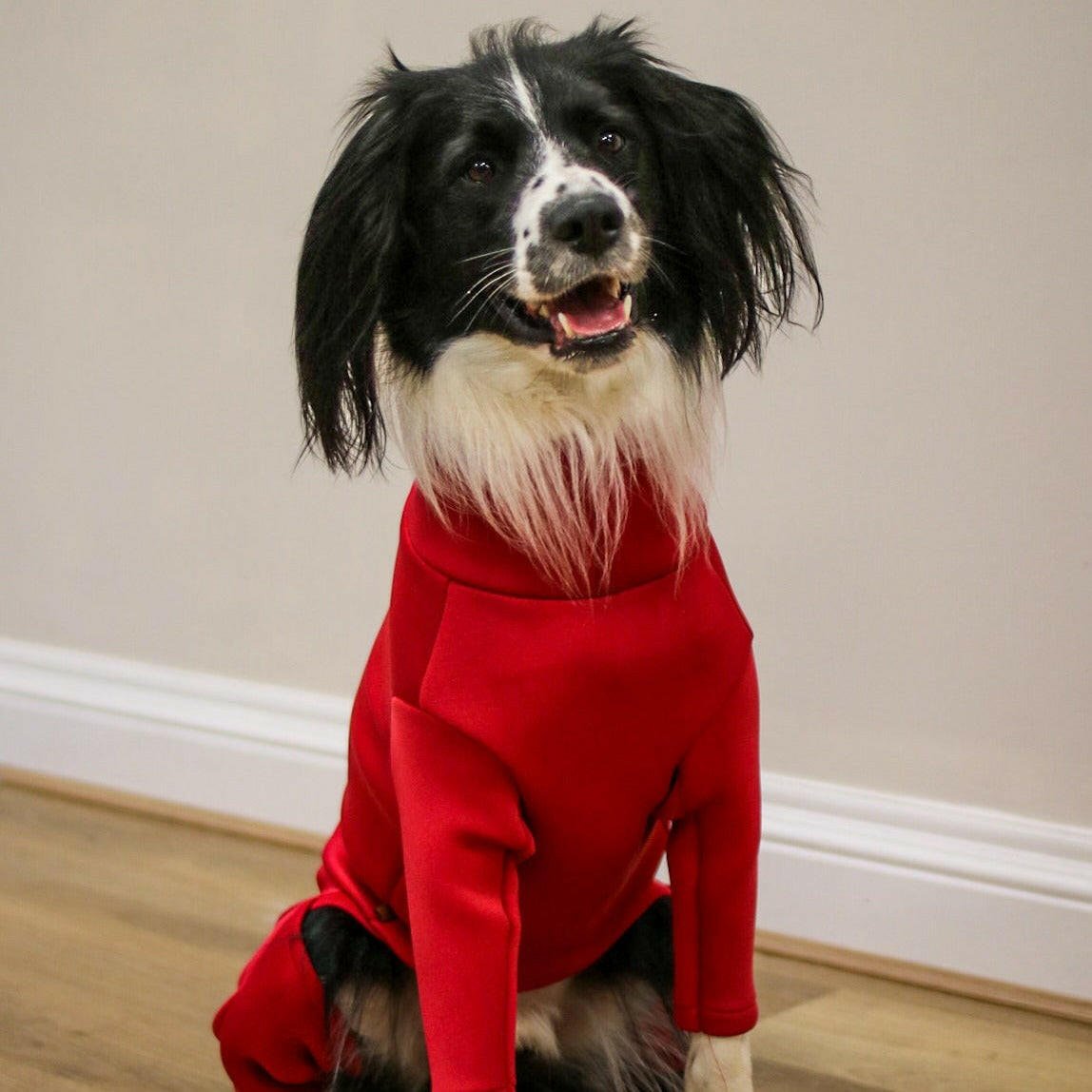 Neoprene Dog Jumpsuit - Made to Measure - Hugo and Ted