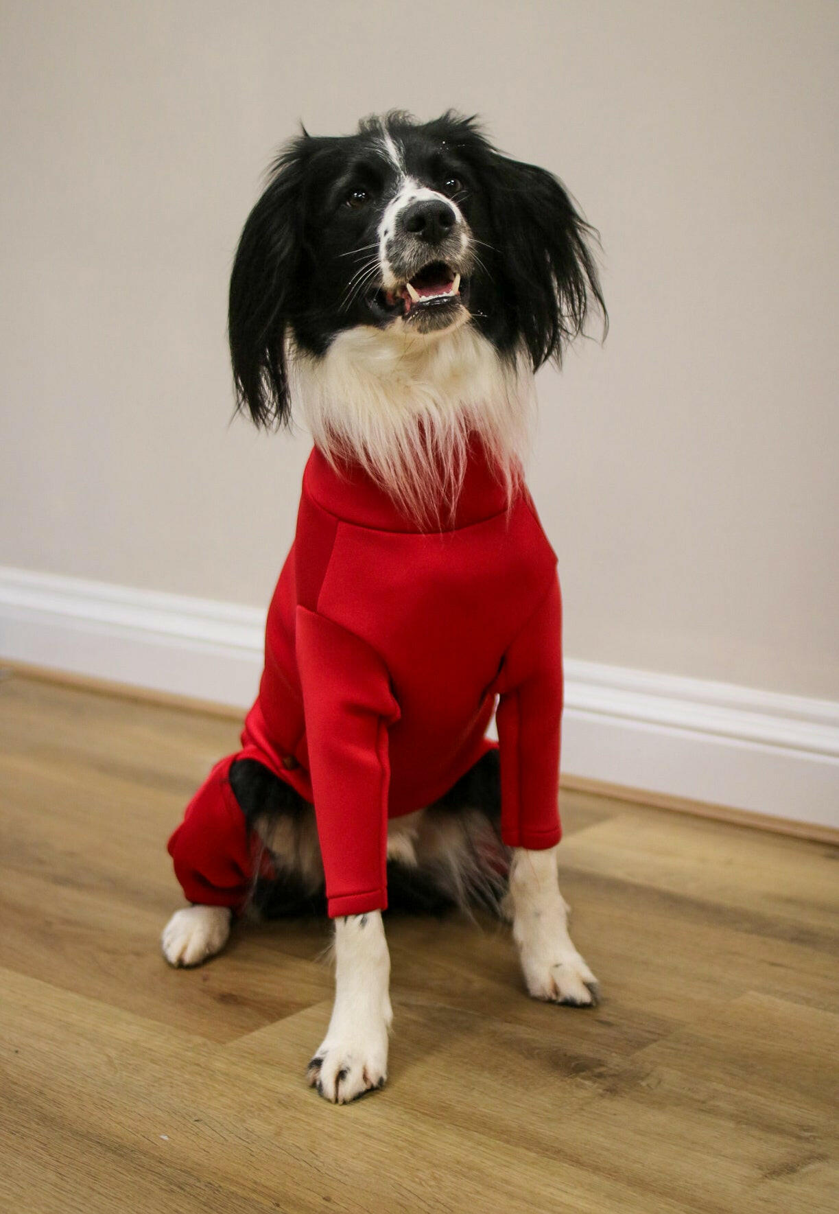 Neoprene Dog Jumpsuit - Made to Measure - Hugo and Ted