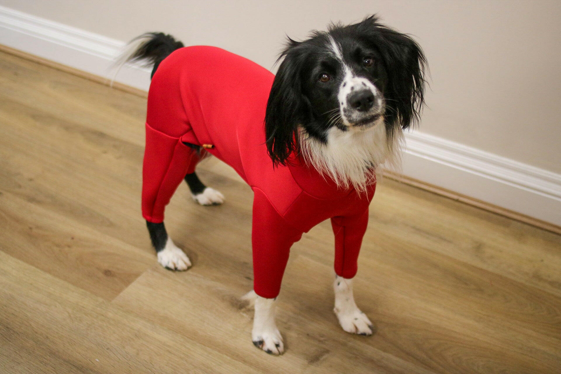 Neoprene Dog Jumpsuit - Made to Measure - Hugo and Ted