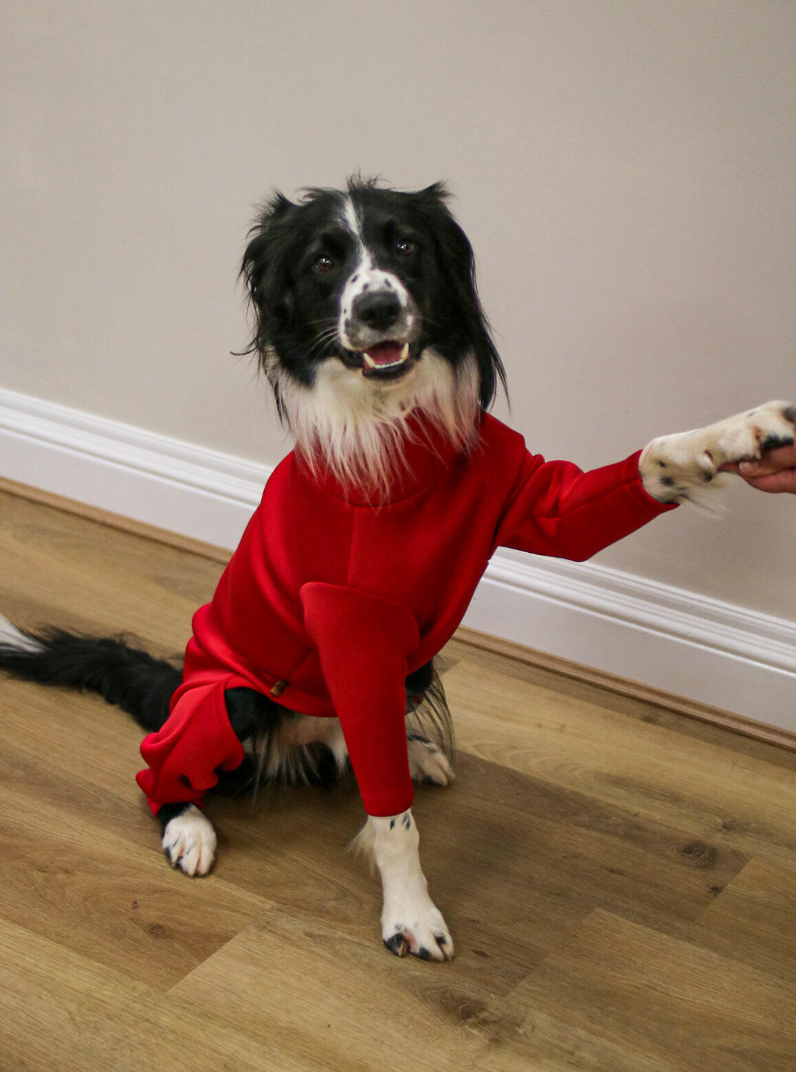 Neoprene Dog Jumpsuit - Made to Measure - Hugo and Ted