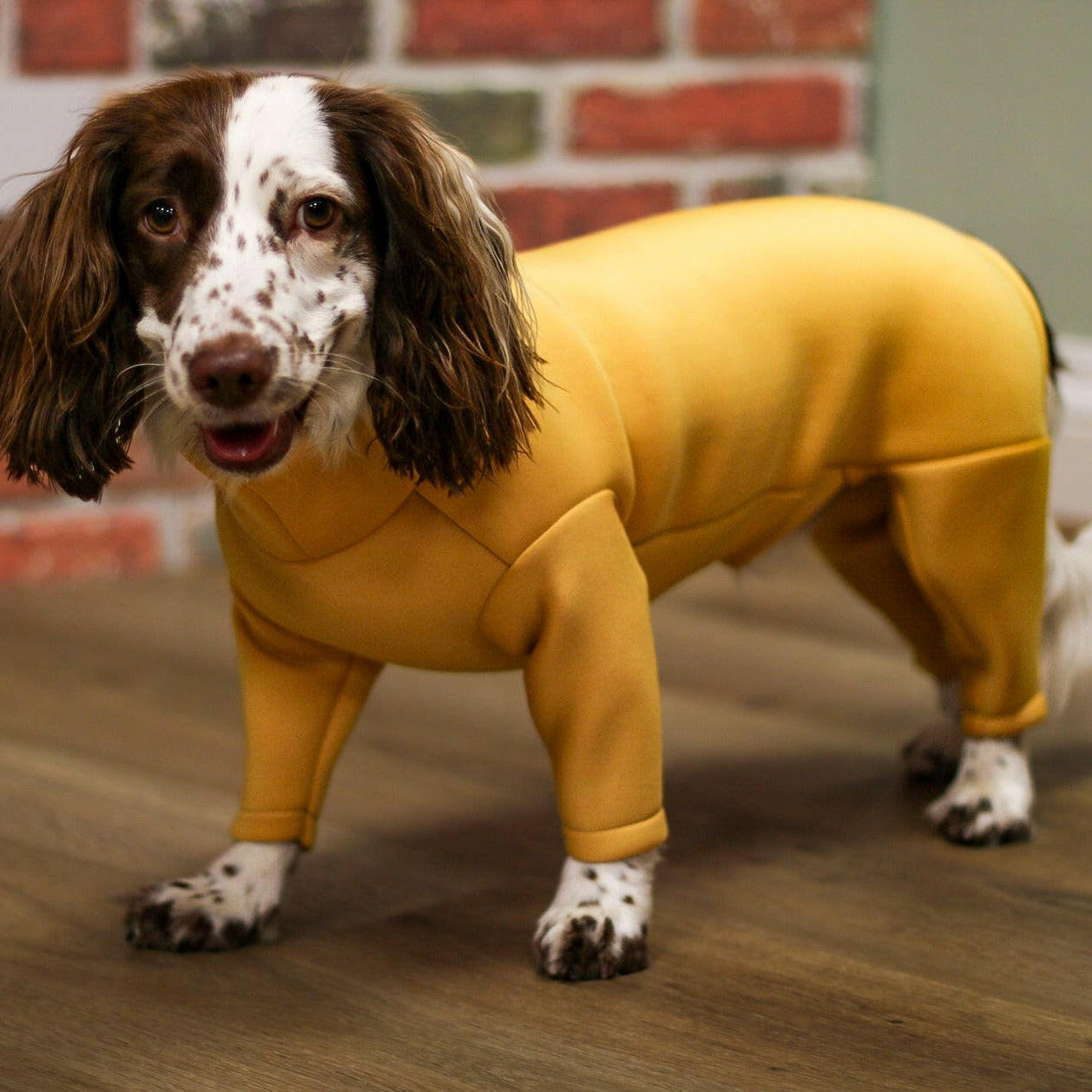 Neoprene Dog Jumpsuit - Made to Measure - Hugo and Ted