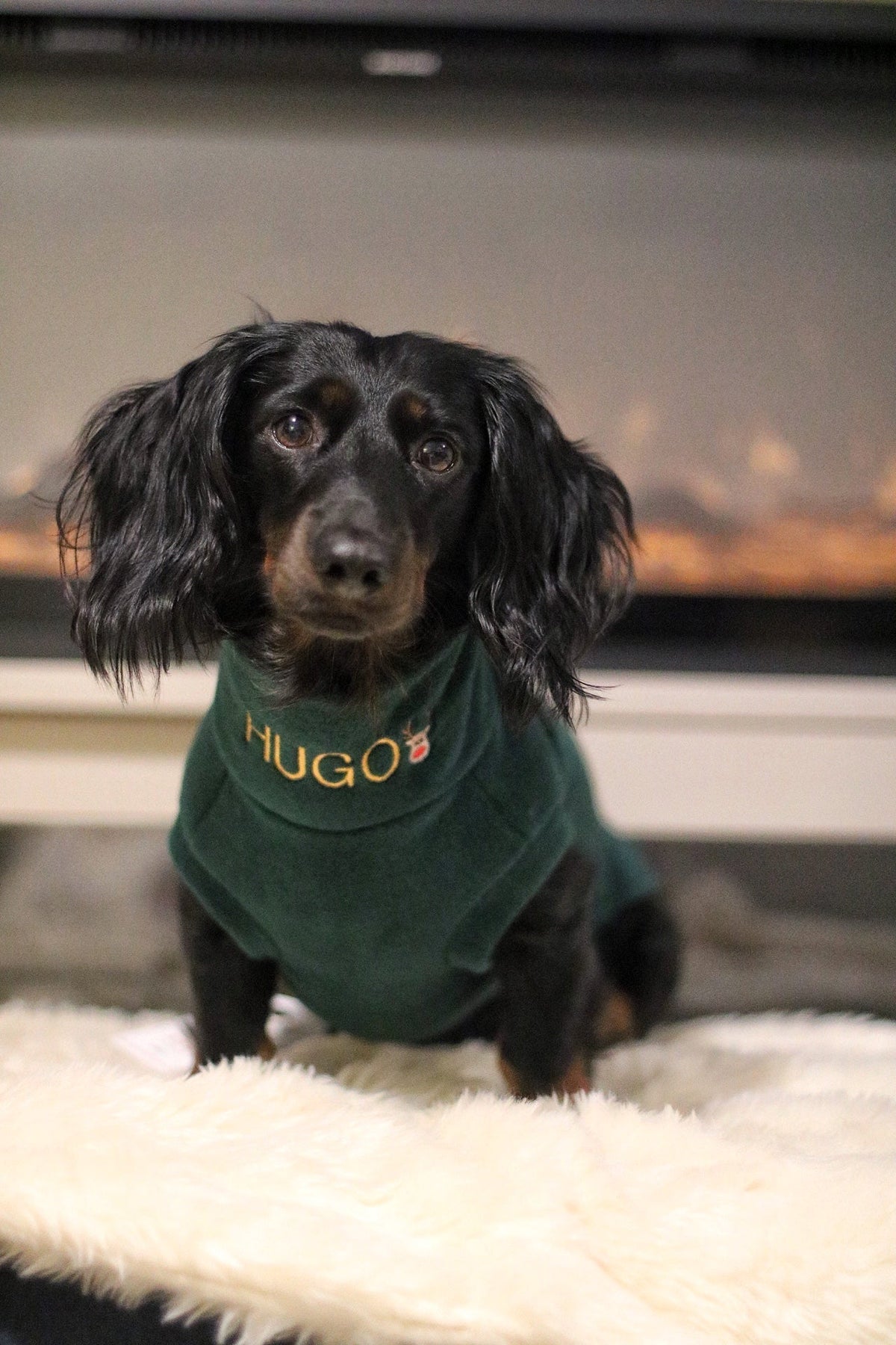 Black dachshund in a green personalised Christmas fleece jumper on a sheepskin rug