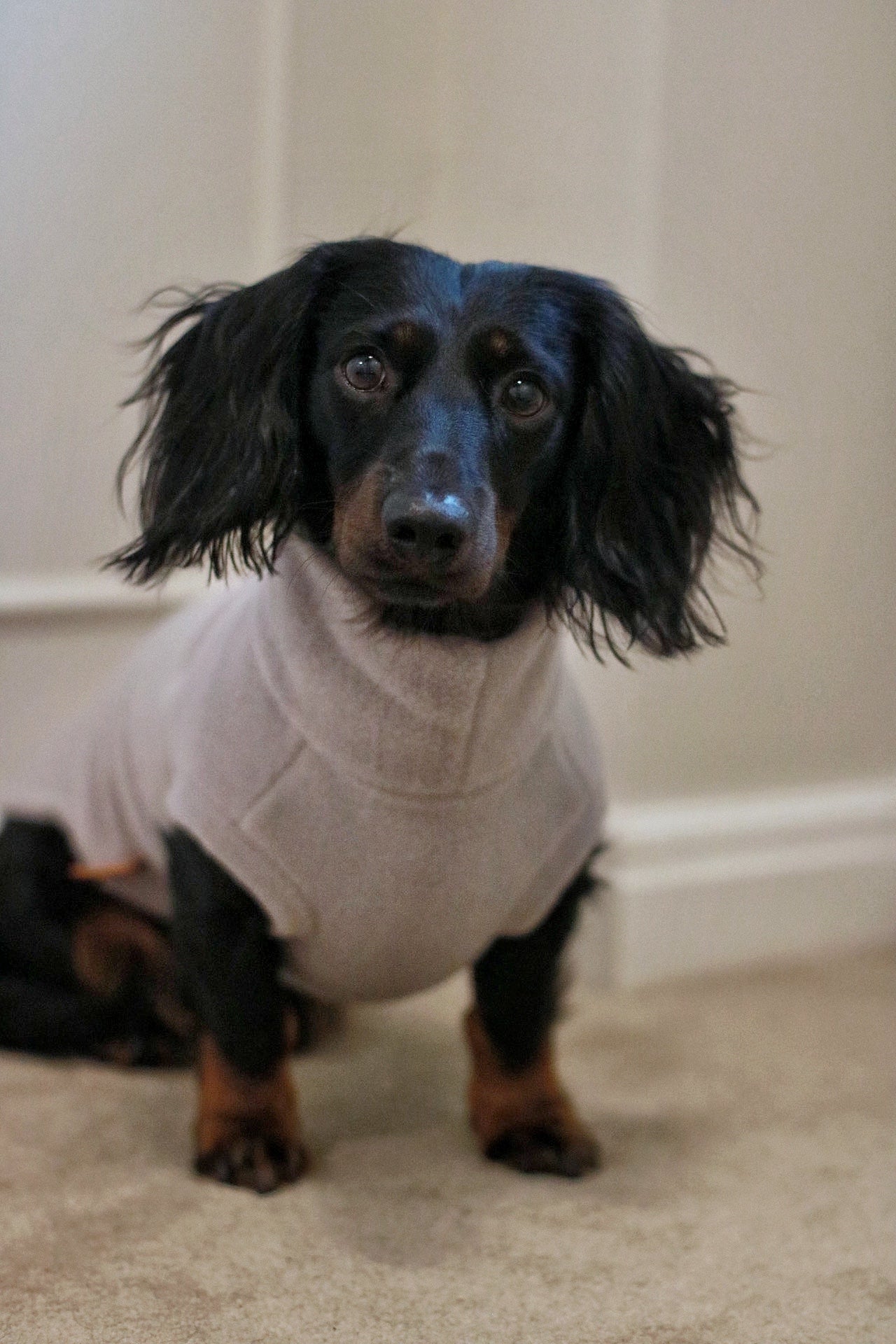Personalised Made - to - Measure Fleece Dog Jumper – Custom Fit & Rainproof - Hugo and Ted