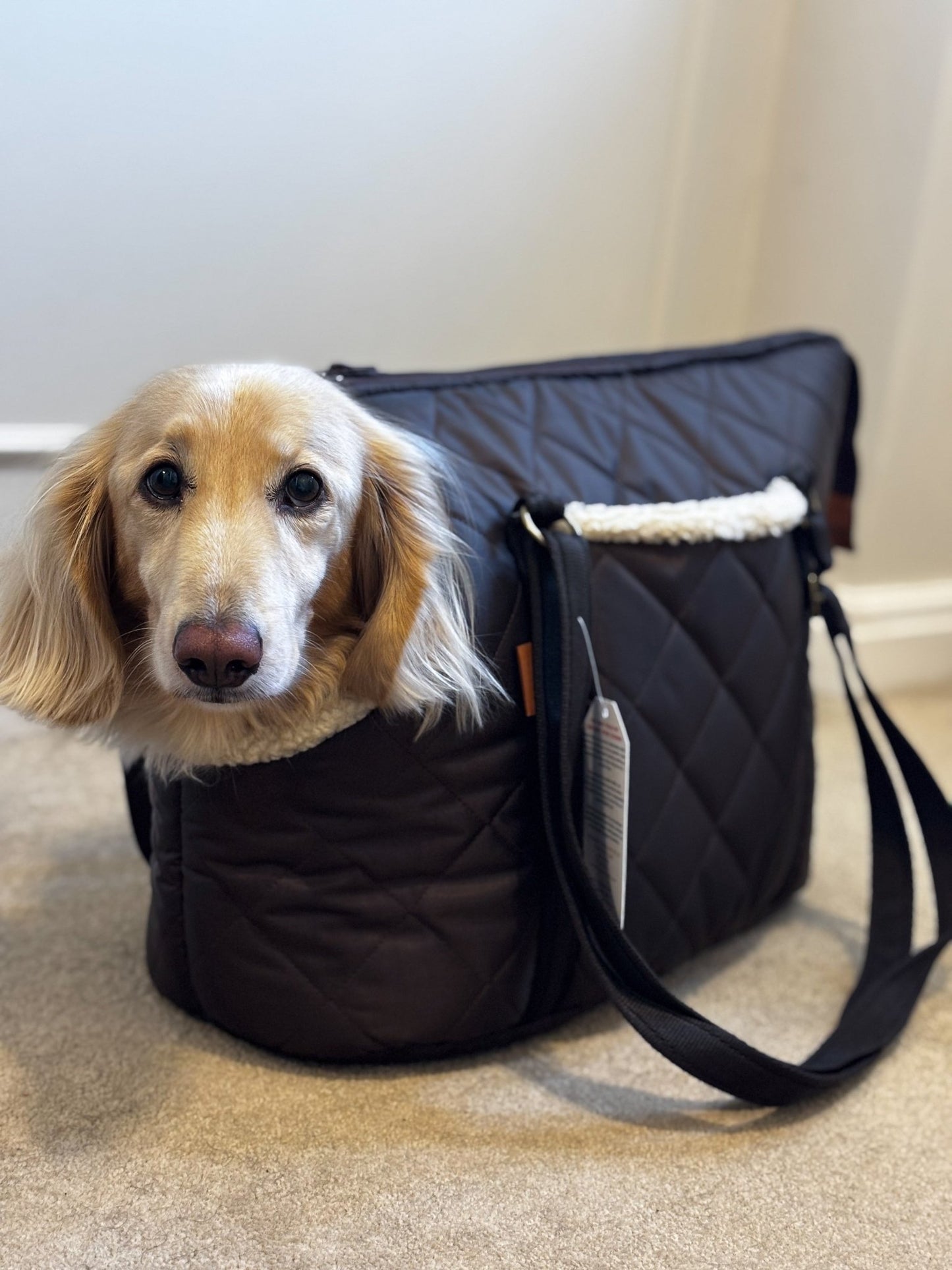 Quilted Dog Carry Bags – Padded, Waterproof & Comfortable for Small Dogs on the Go - Hugo and Ted