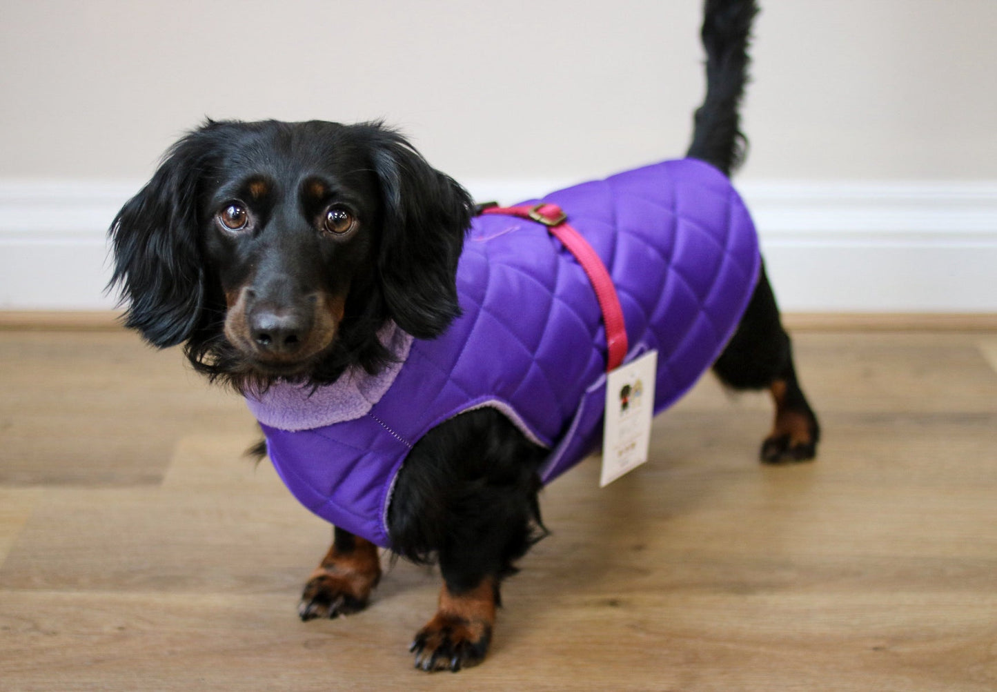 Quilted Ultimate Walkies Waterproof Dog Coat – Made to Measure, Fully Lined & Built for Wet Weather Adventures - Hugo and Ted