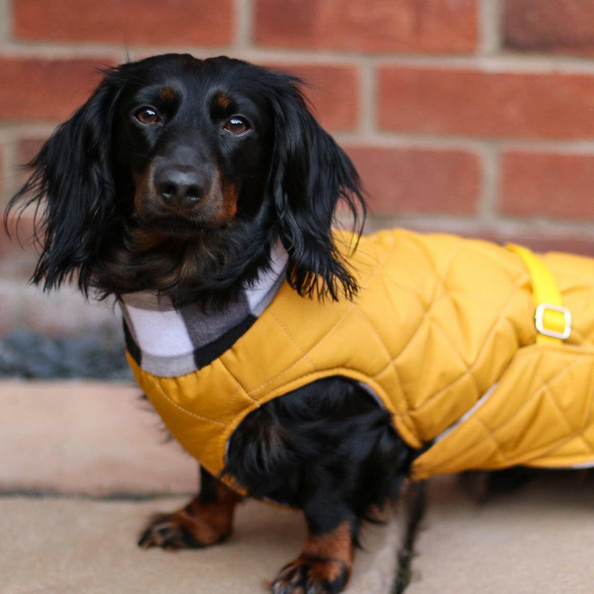 Quilted Ultimate Walkies Waterproof Dog Coat – Made to Measure, Fully Lined & Built for Wet Weather Adventures - Hugo and Ted