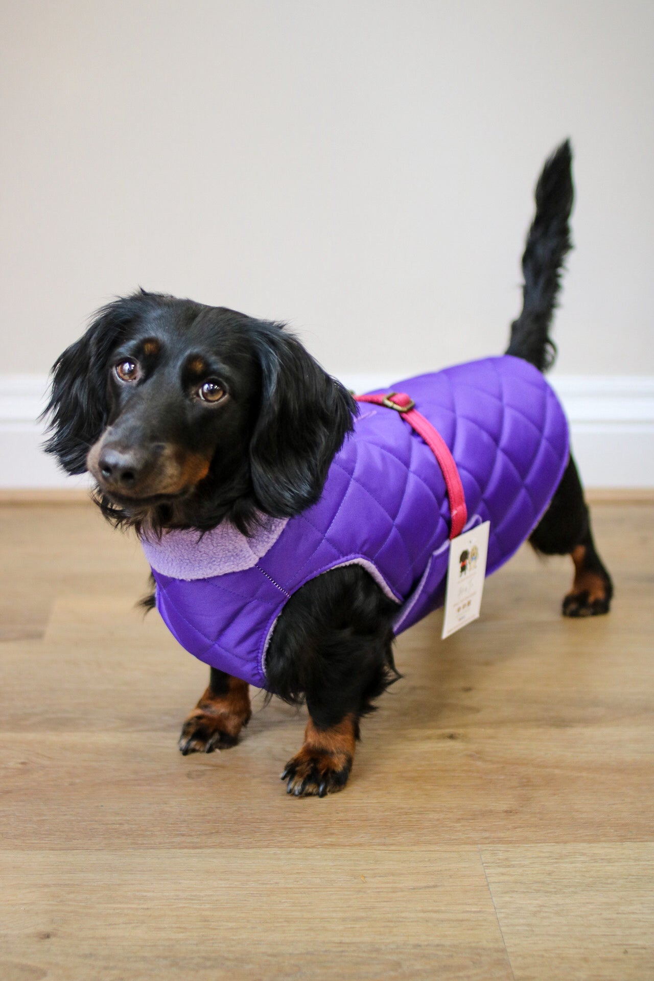 Quilted Ultimate Walkies Waterproof Dog Coat – Made to Measure, Fully Lined & Built for Wet Weather Adventures - Hugo and Ted