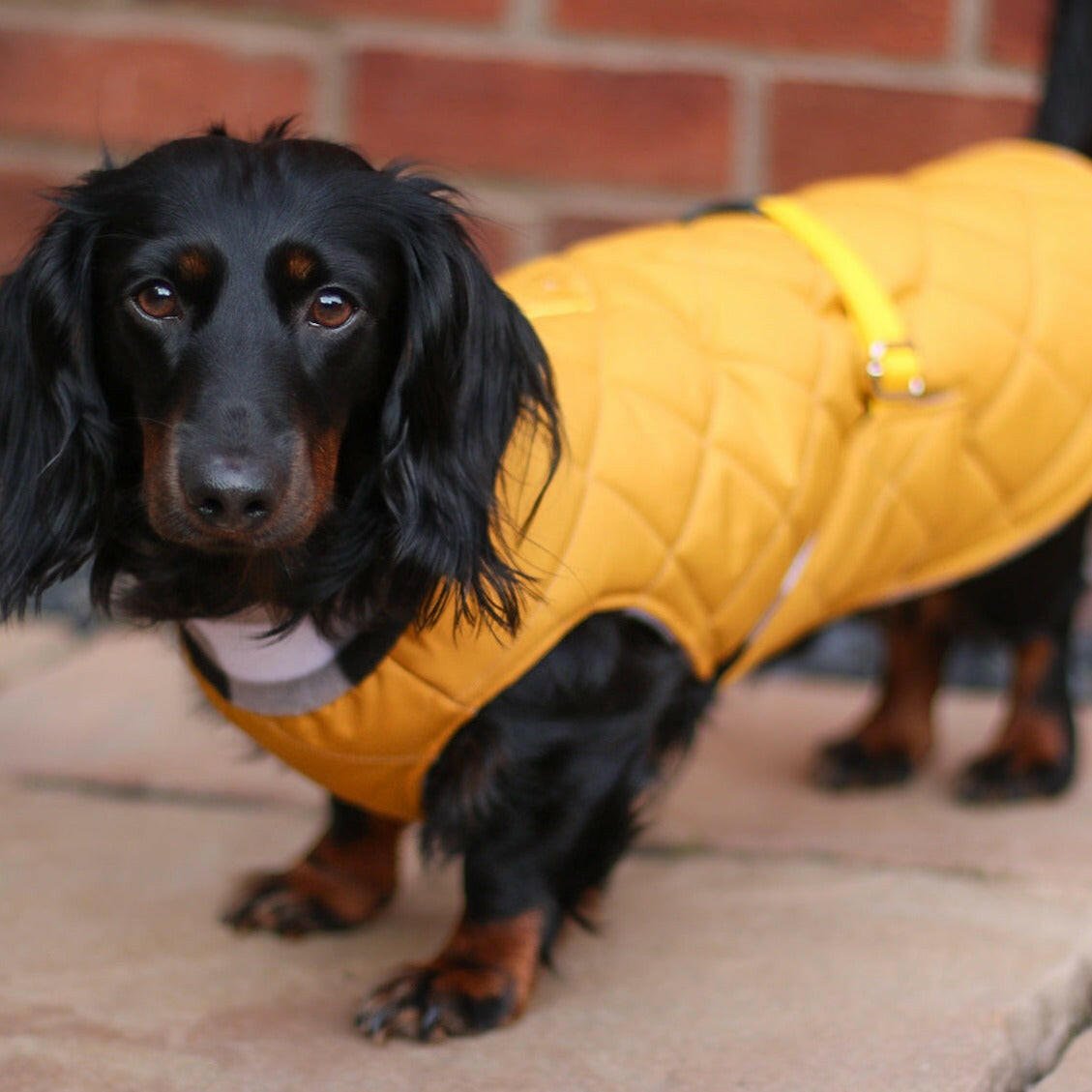 Quilted Ultimate Walkies Waterproof Dog Coat – Made to Measure, Fully Lined & Built for Wet Weather Adventures - Hugo and Ted