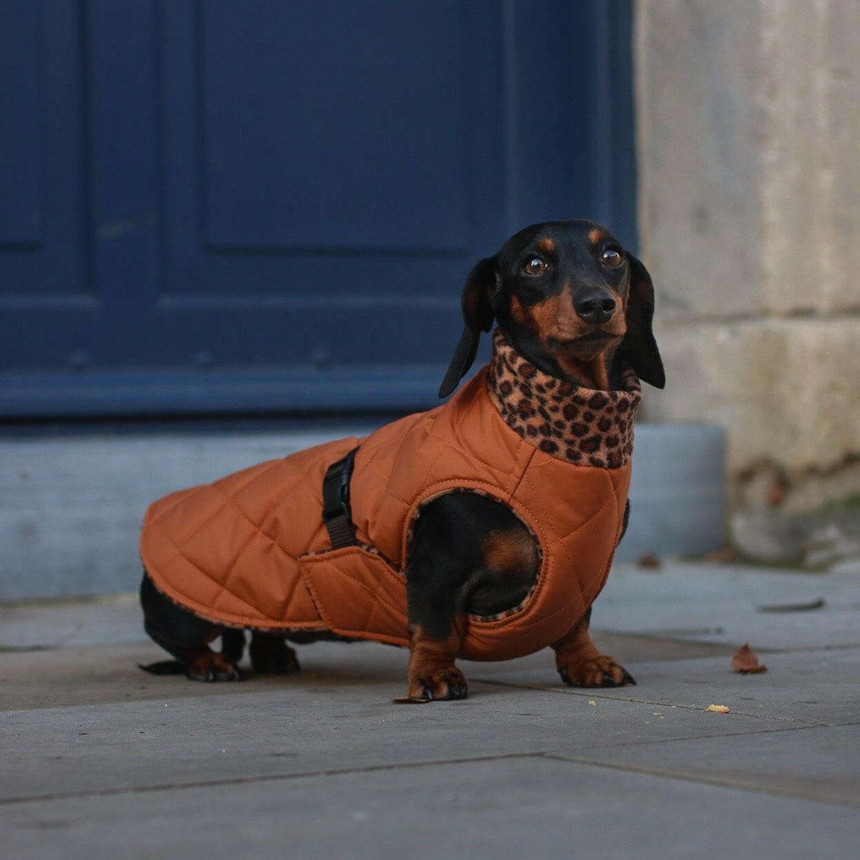 Quilted Ultimate Walkies Waterproof Dog Coat – Made to Measure, Fully Lined & Built for Wet Weather Adventures - Hugo and Ted