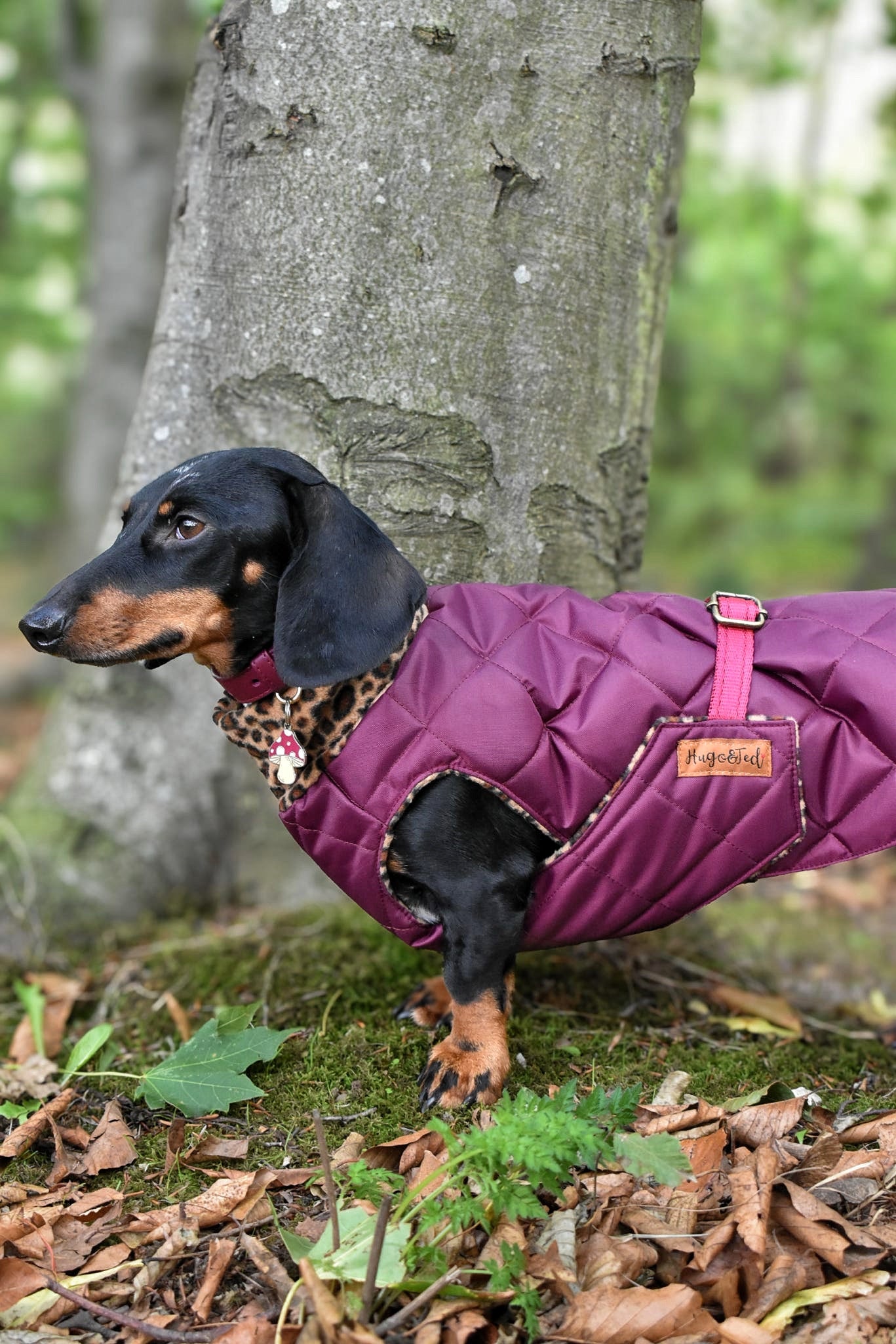 Quilted Ultimate Walkies Waterproof Dog Coat – Custom Fit for Walks & Wet Weather Adventures - Hugo and Ted