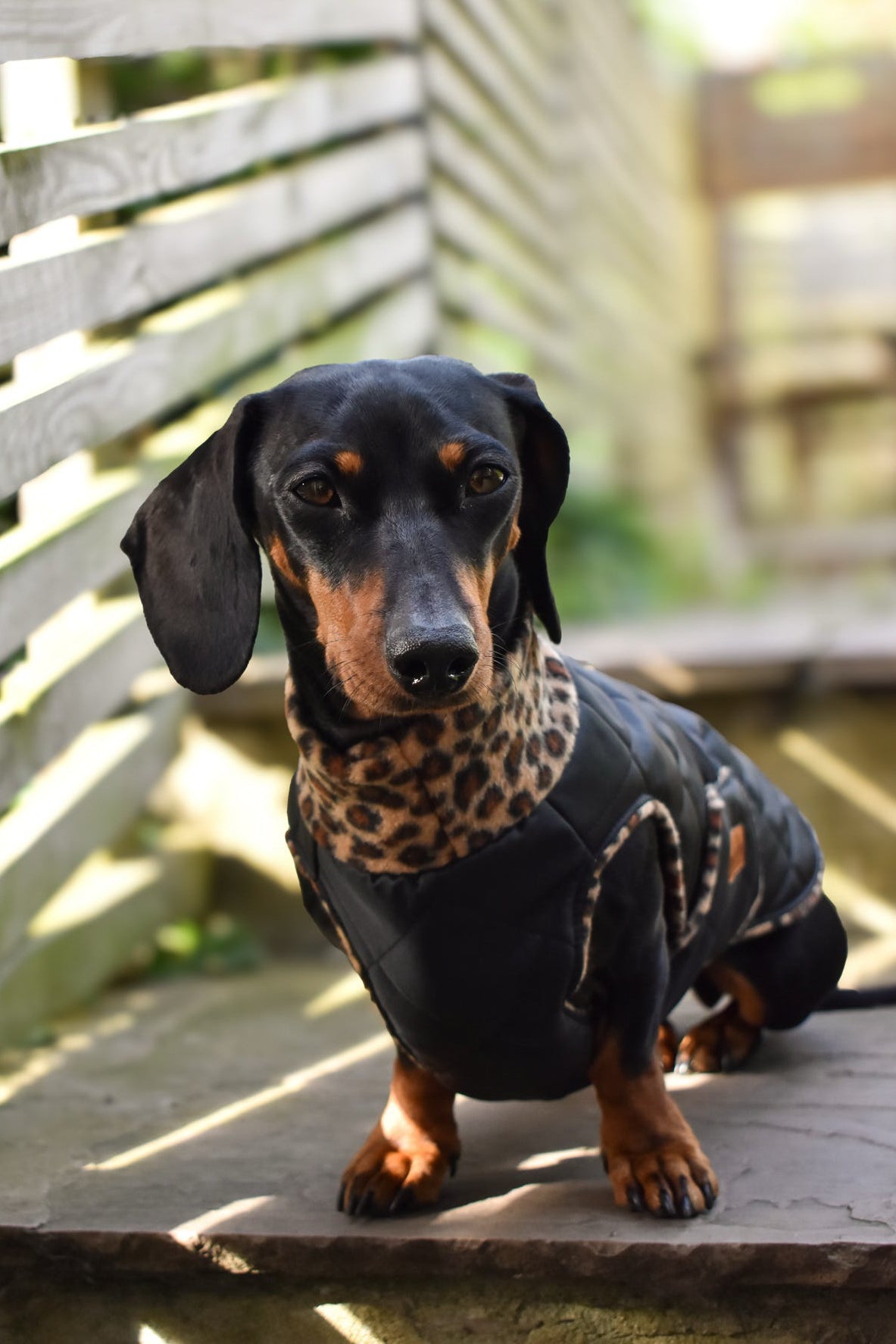 Quilted Ultimate Walkies Waterproof Dog Coat – Made to Measure, Fully Lined & Built for Wet Weather Adventures - Hugo and Ted