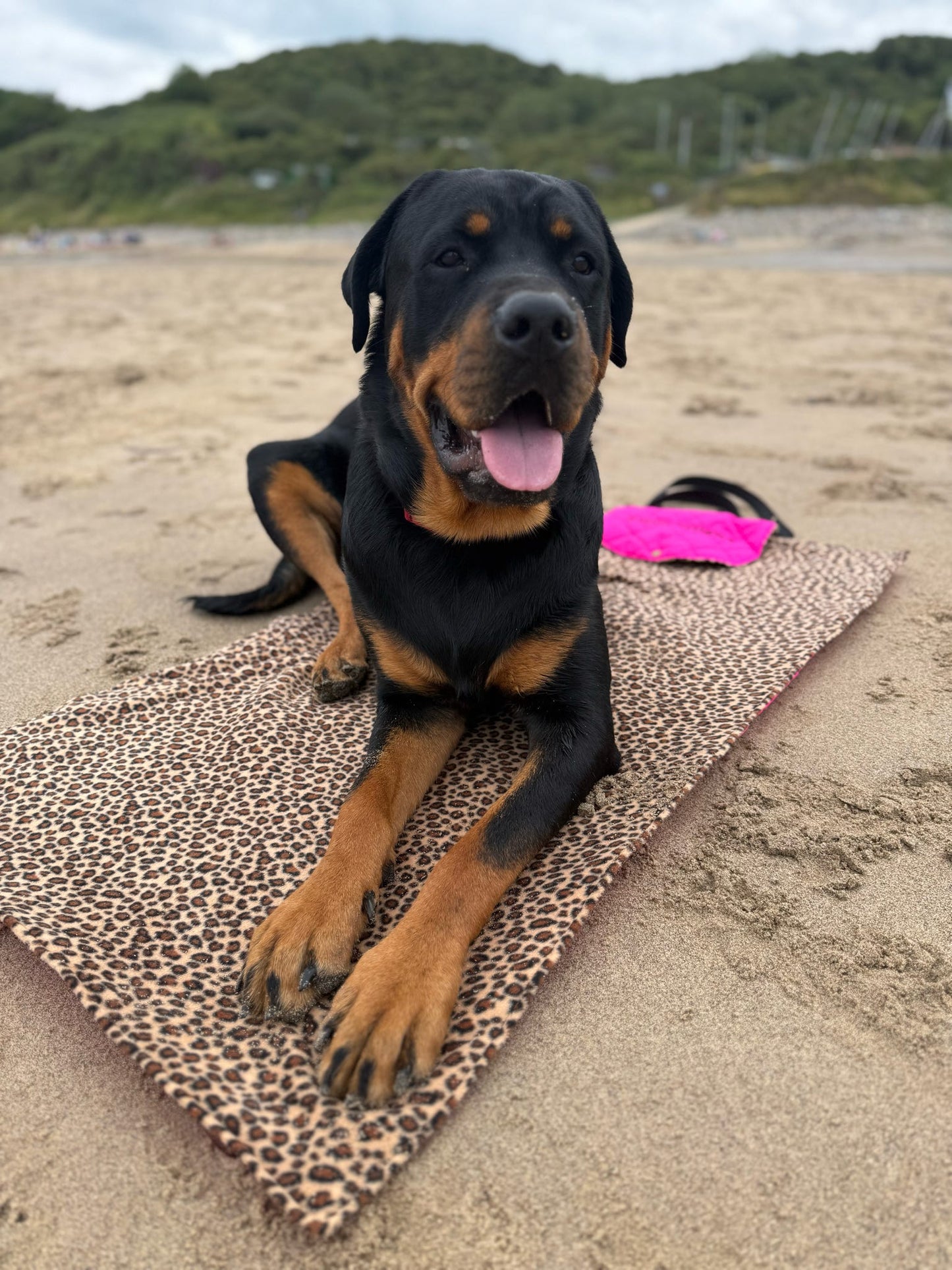 Quilted Walkies Mats – Waterproof, Soft Fleece Mat for Outdoor Adventures & Café Visits - Hugo and Ted